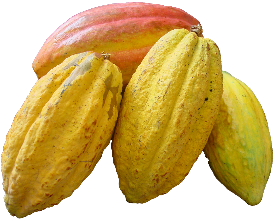 Cacao Beans PNG Image