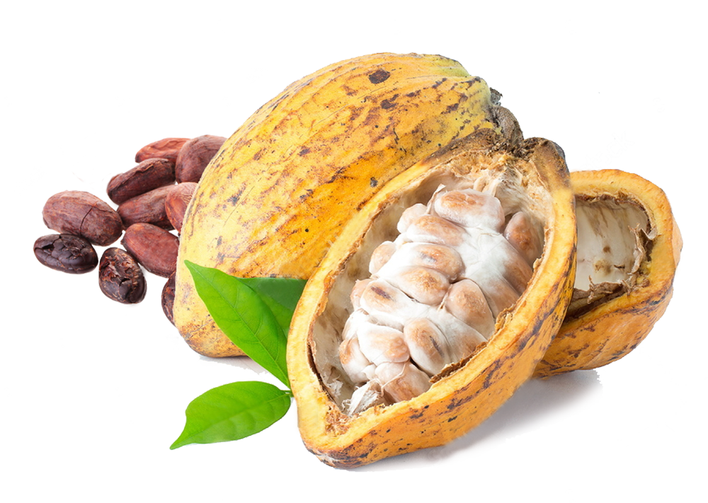 Cacao PNG Image