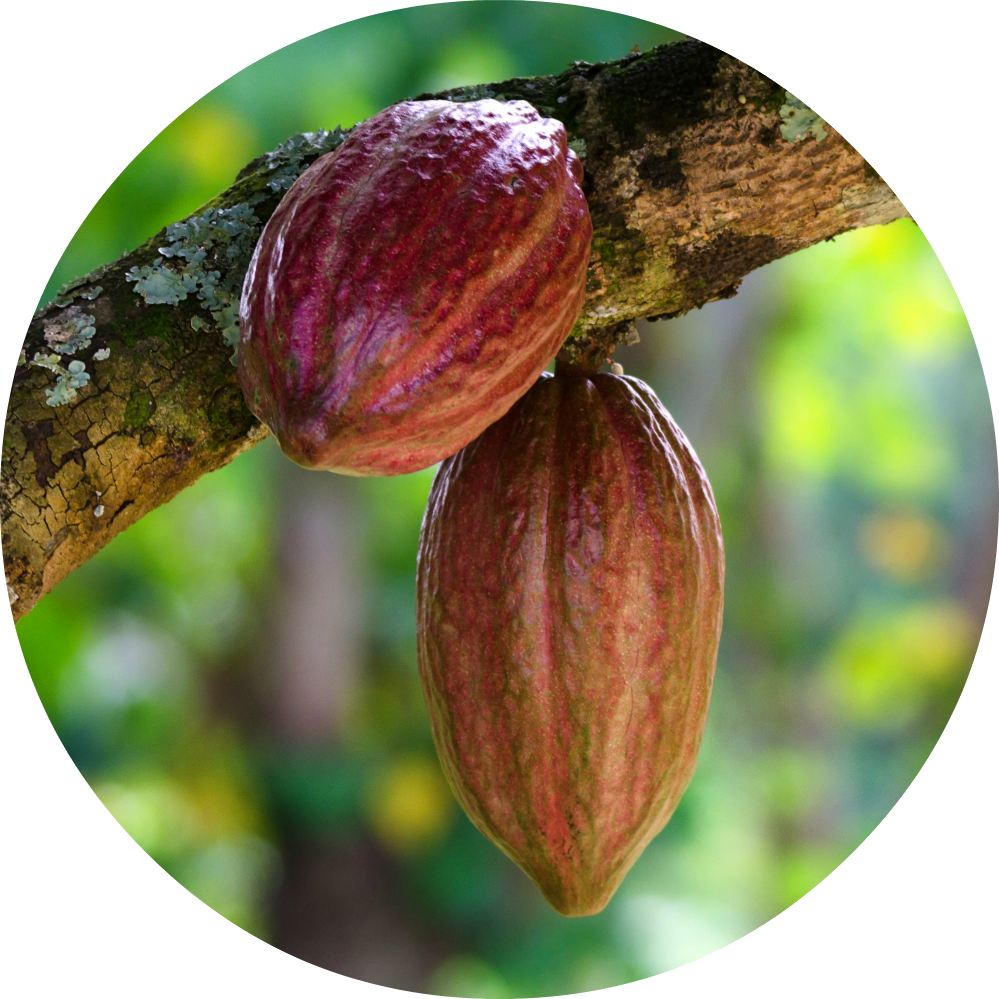 Cacao PNG Image