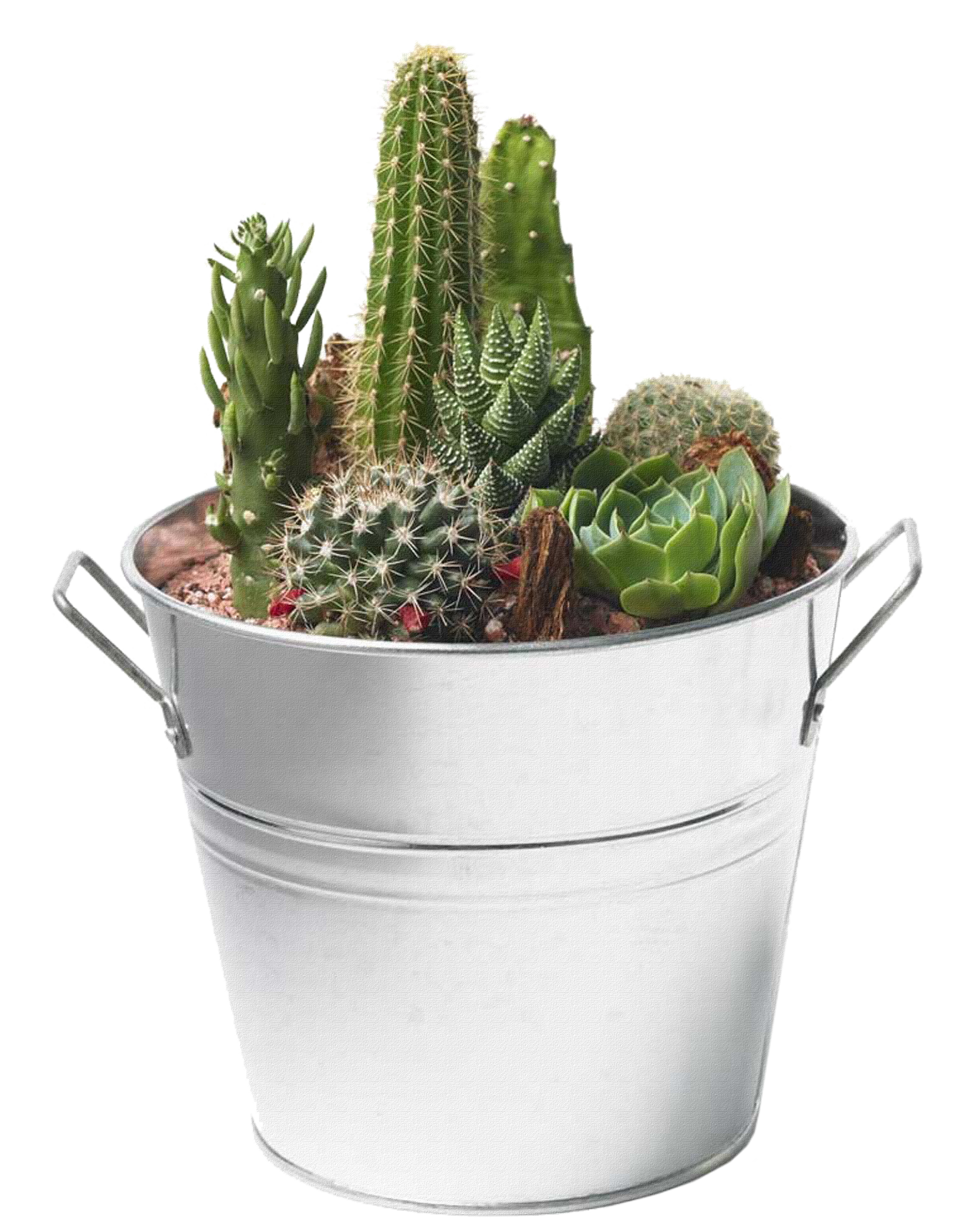 Cactus PNG Image