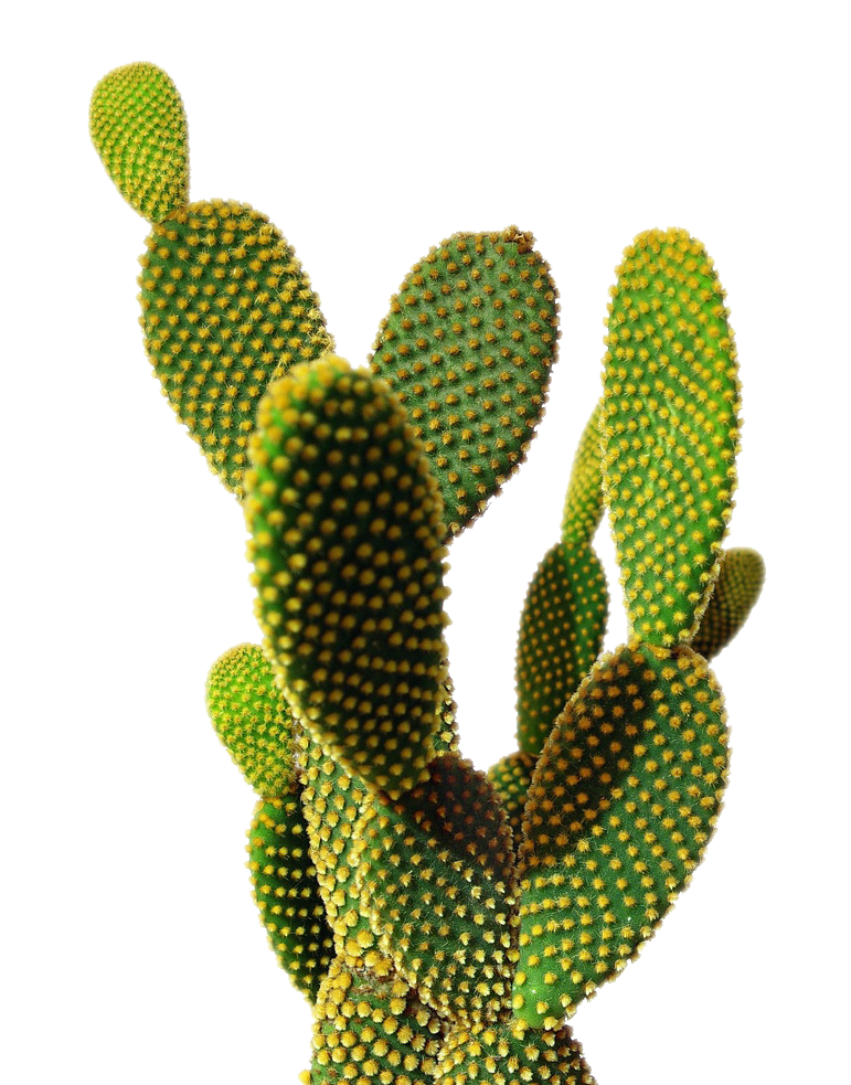 Cactus PNG Image