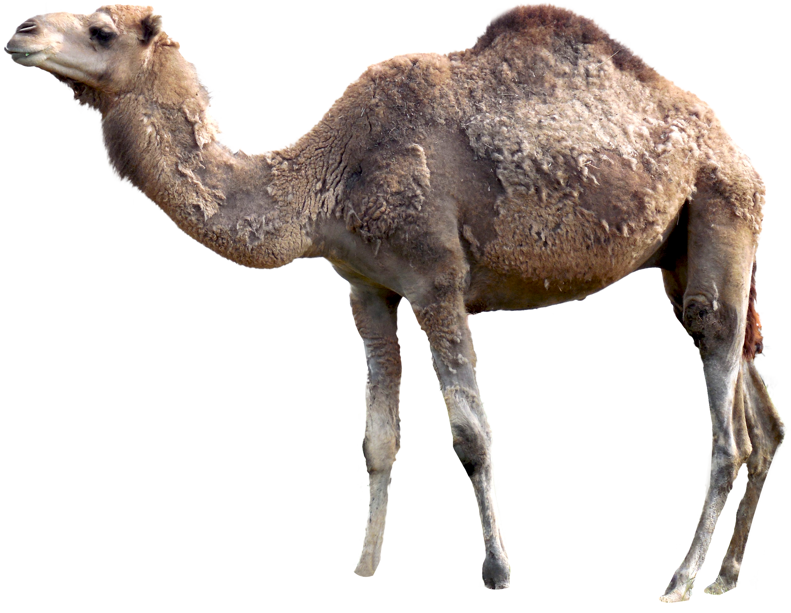 Camel PNG Image