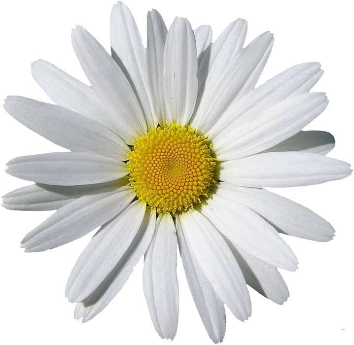 Camomile PNG Image