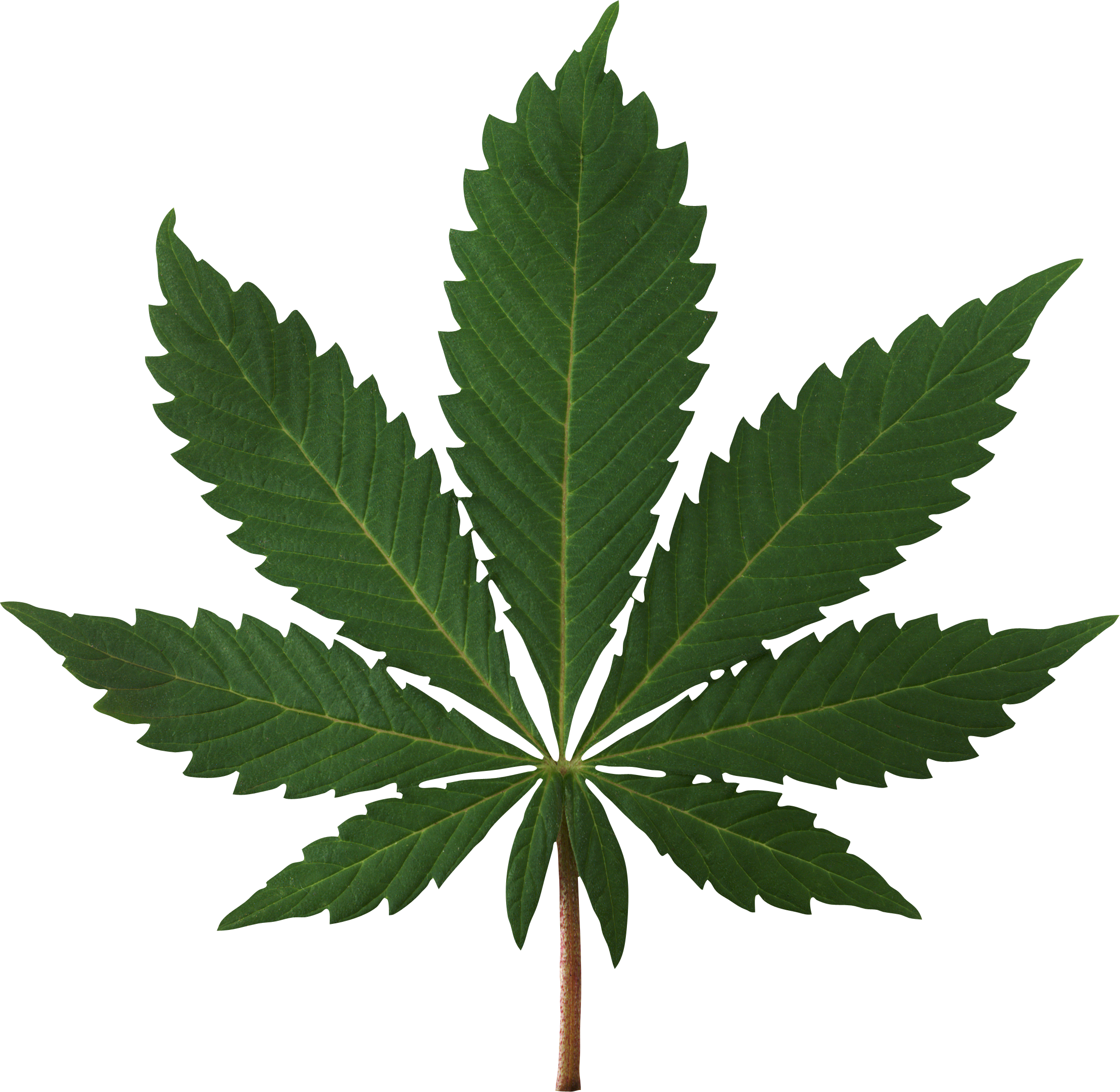 Cannabis Leaf PNG Image