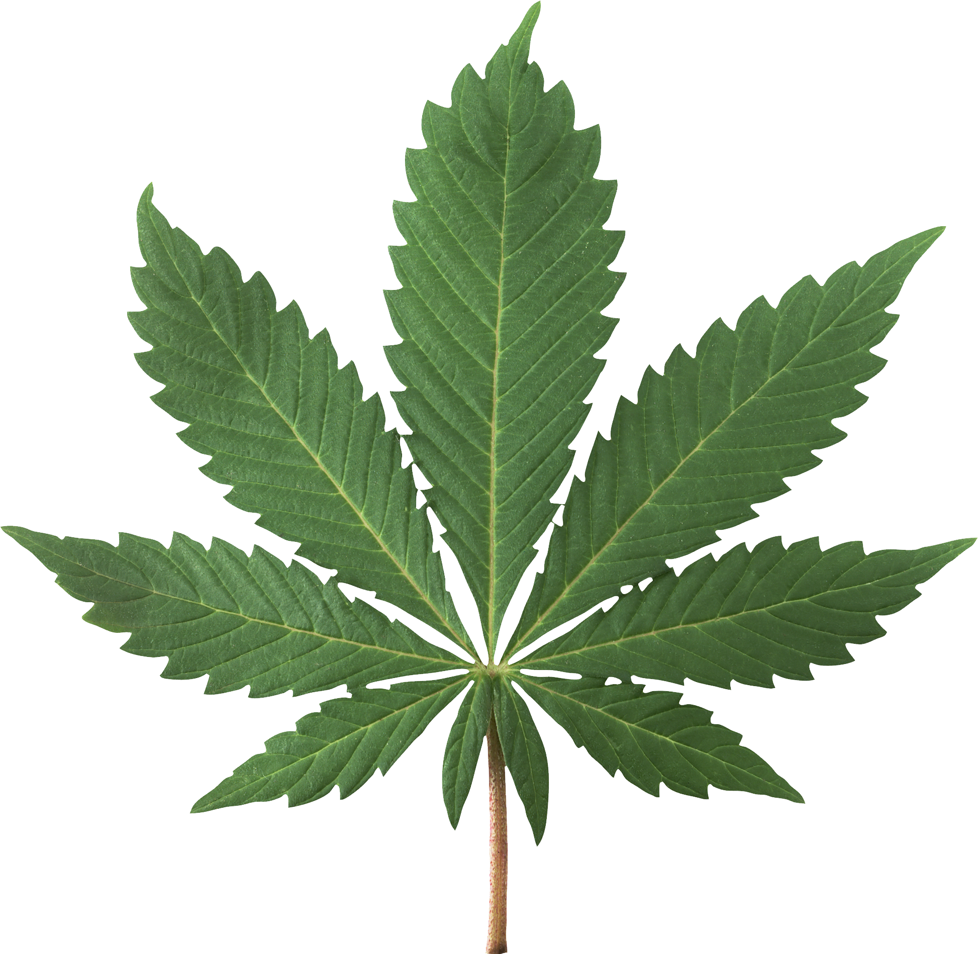 Cannabis Plant PNG Image