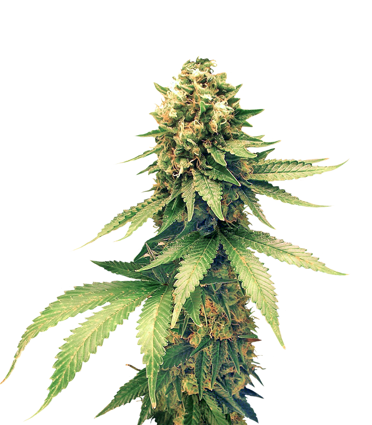 Cannabis PNG Image