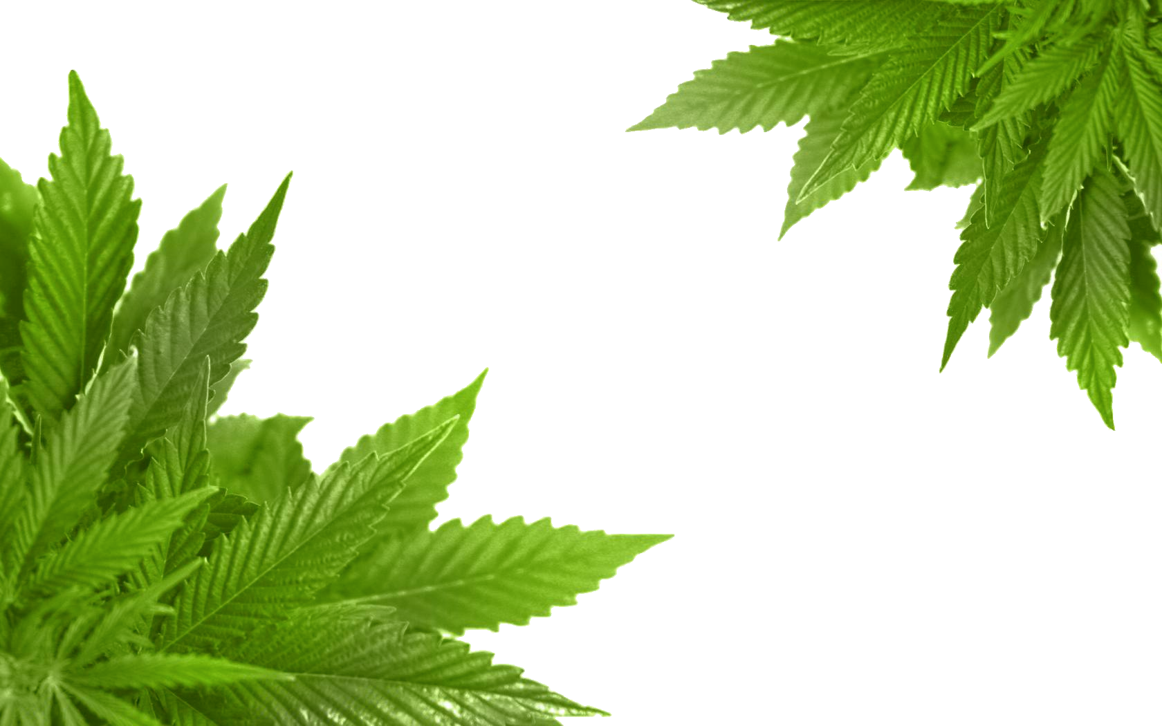 Cannabis PNG Image - PurePNG | Free transparent CC0 PNG ...
