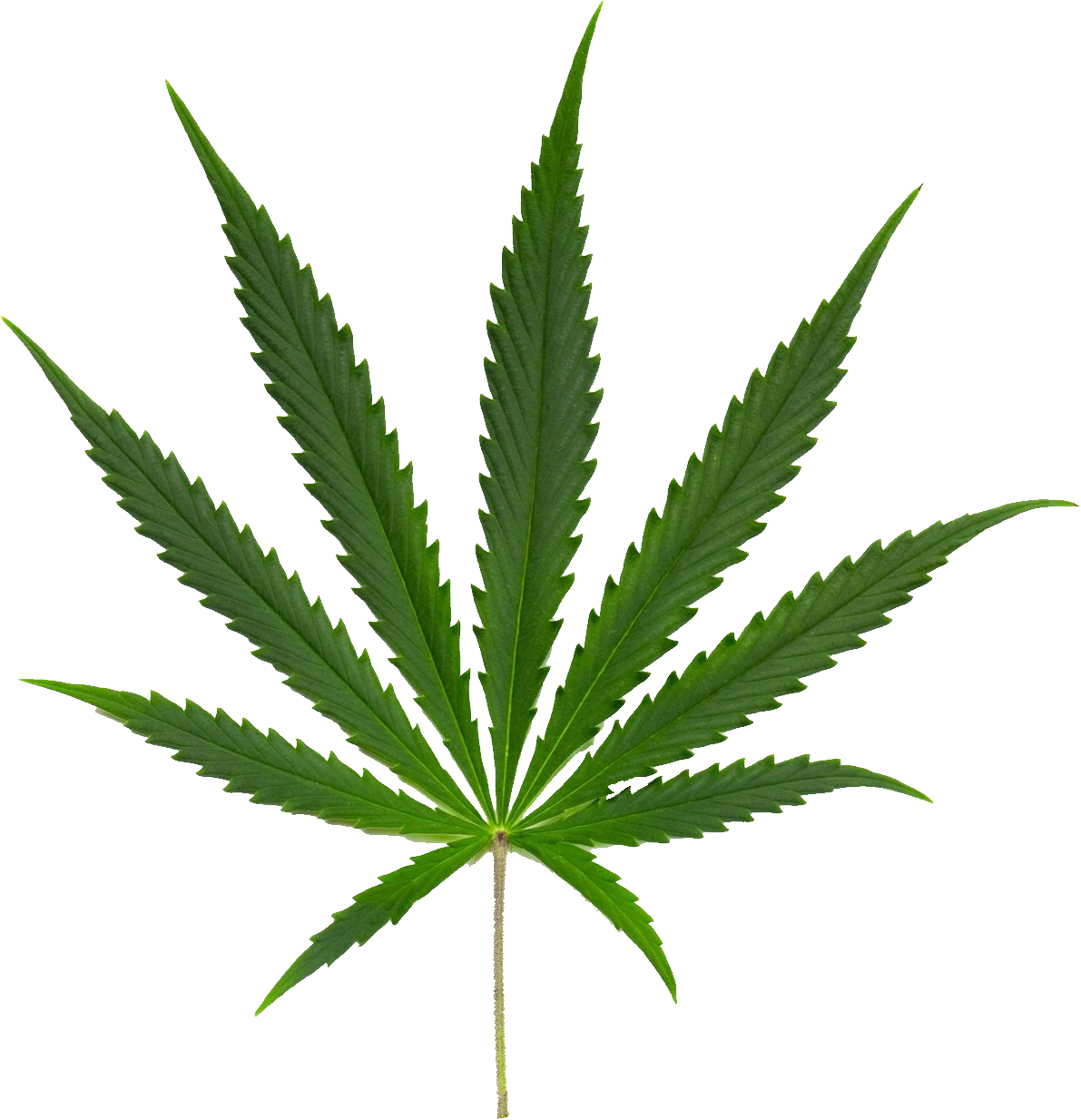 Marijuana Green Leaf Icon