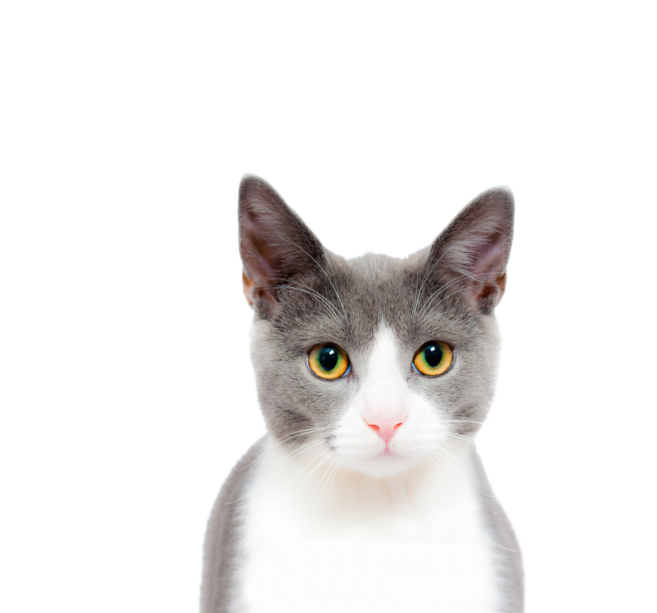 Cat Head Png - PNG Image Collection