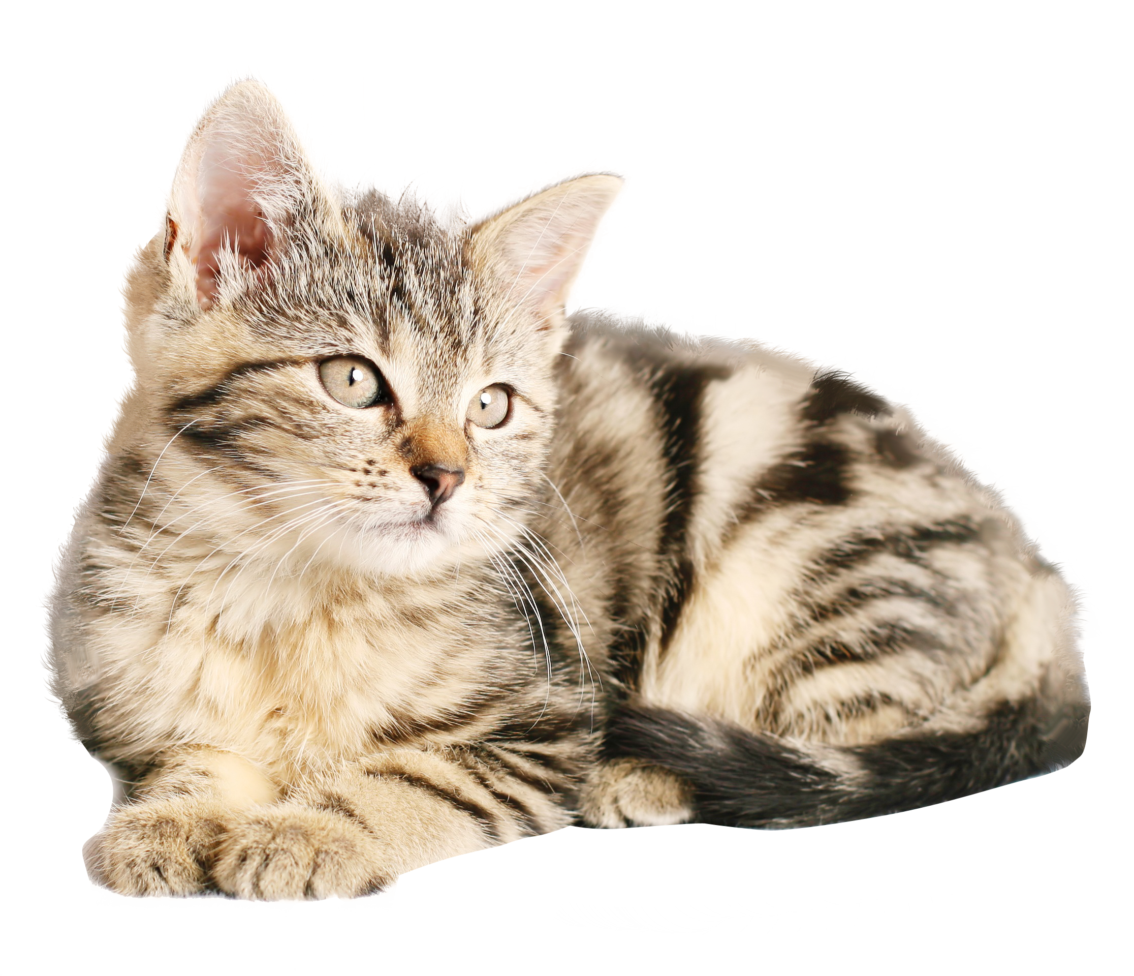 Download Cat  PNG  Image for Free