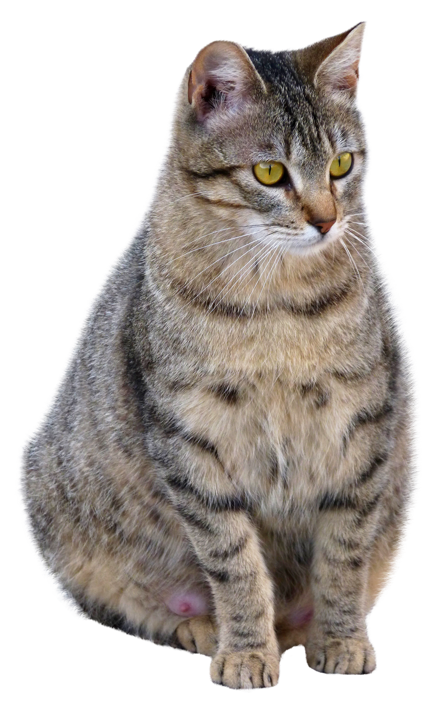 Cat png что за файл