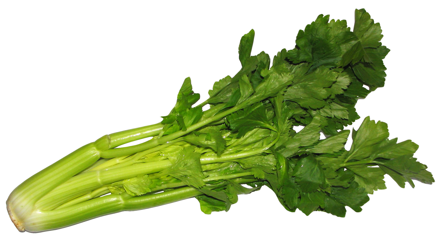 Celery PNG Image