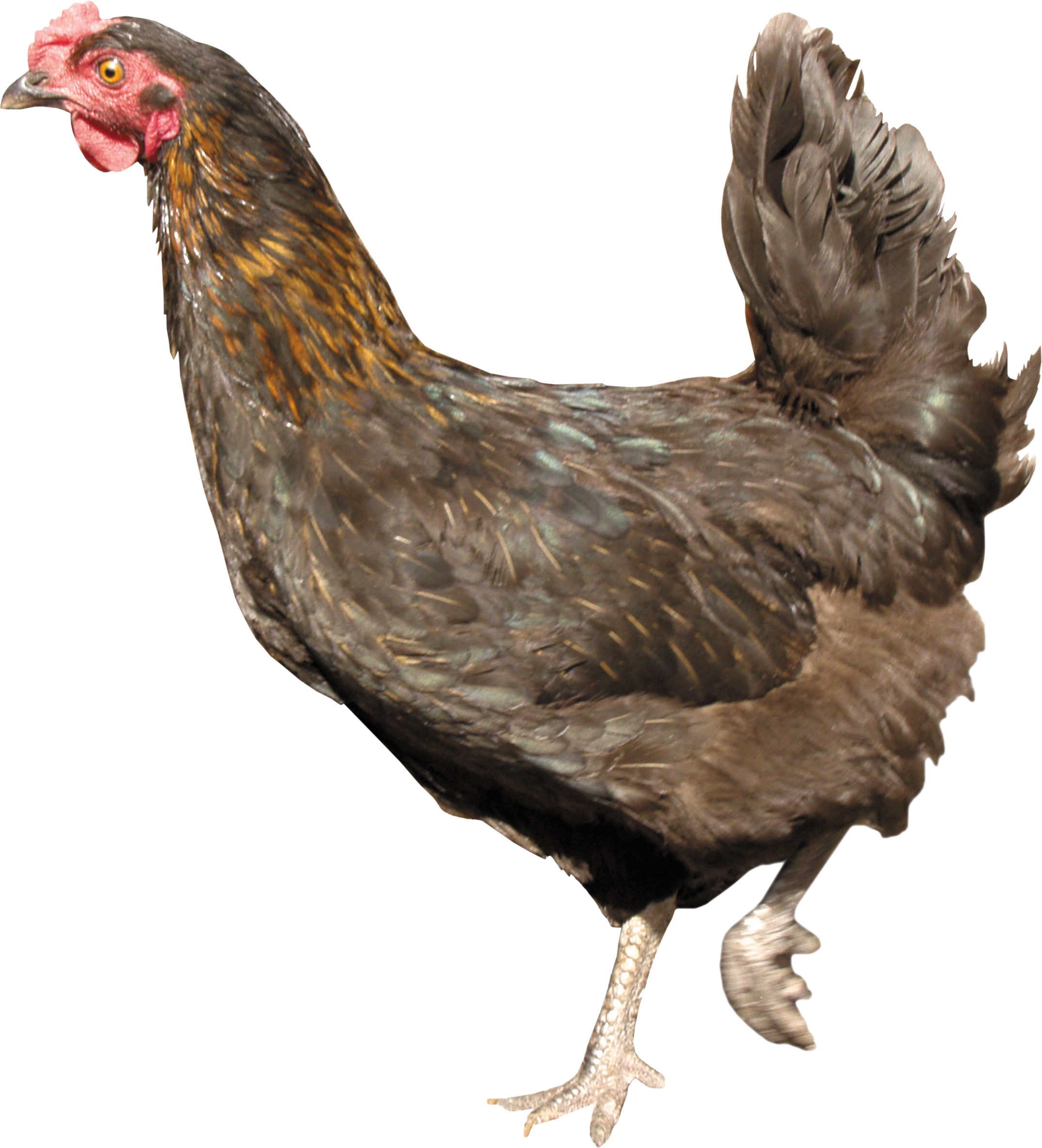 Chicken Standing