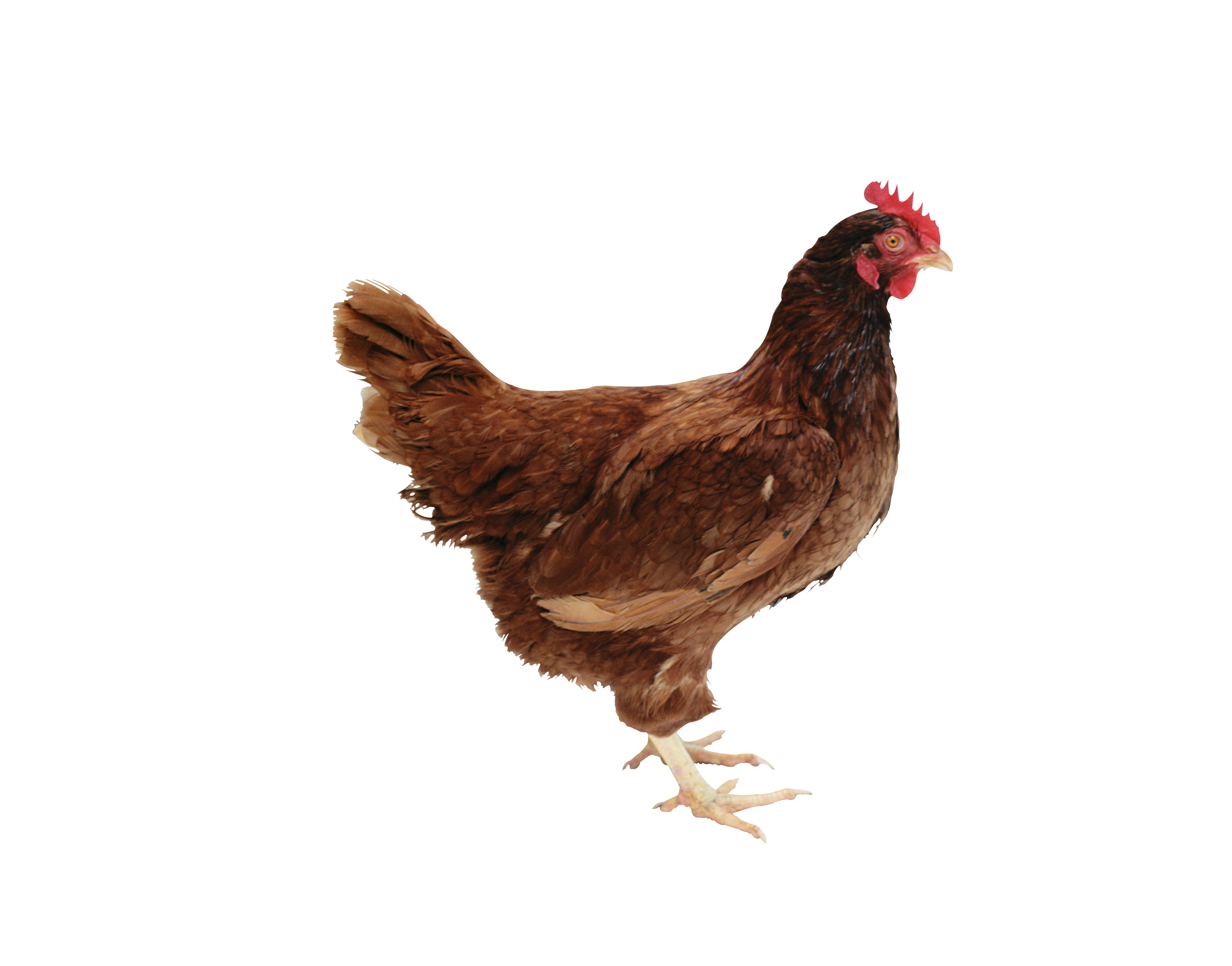 Chicken Standing PNG Image