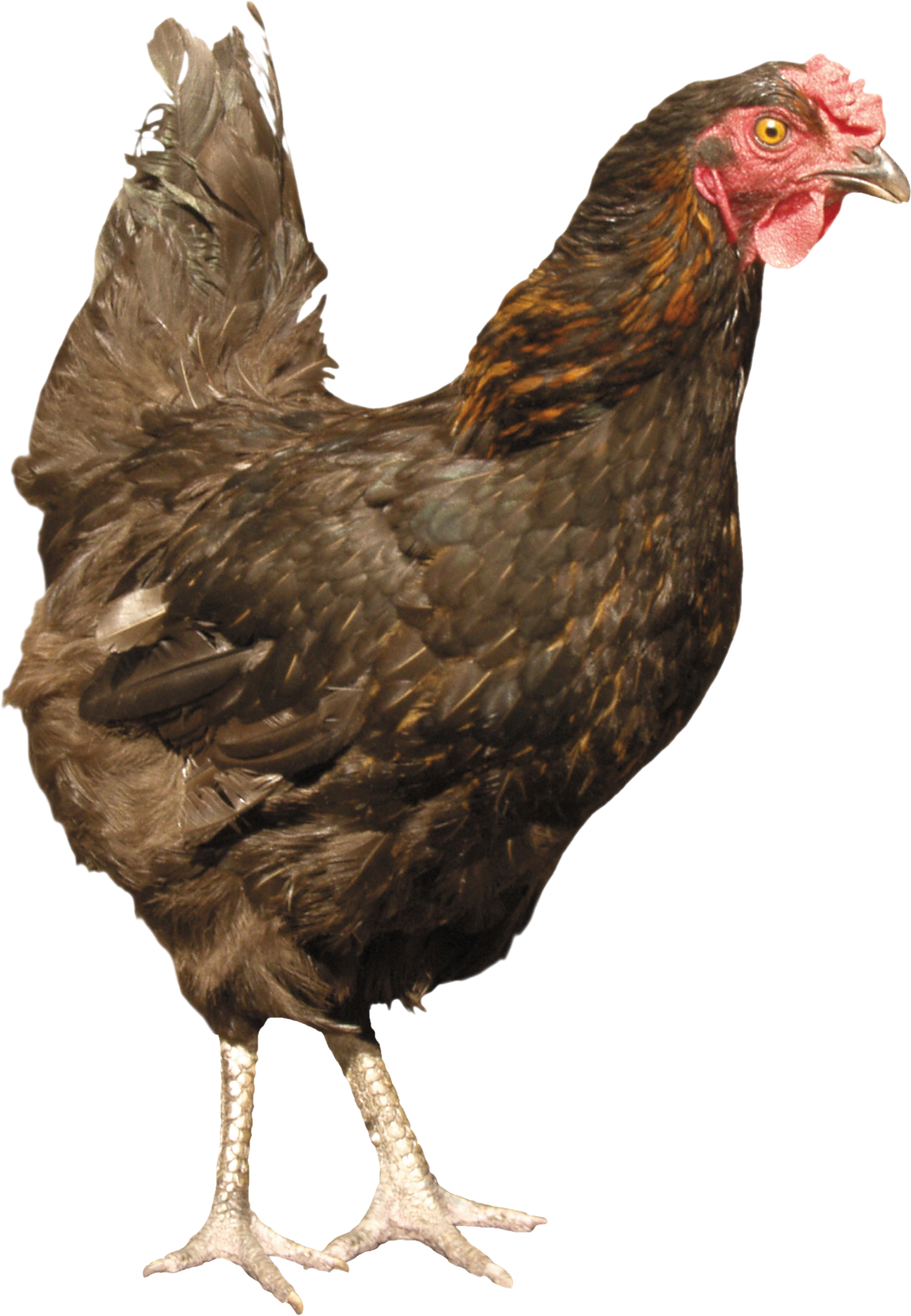 Chicken Standing PNG Image