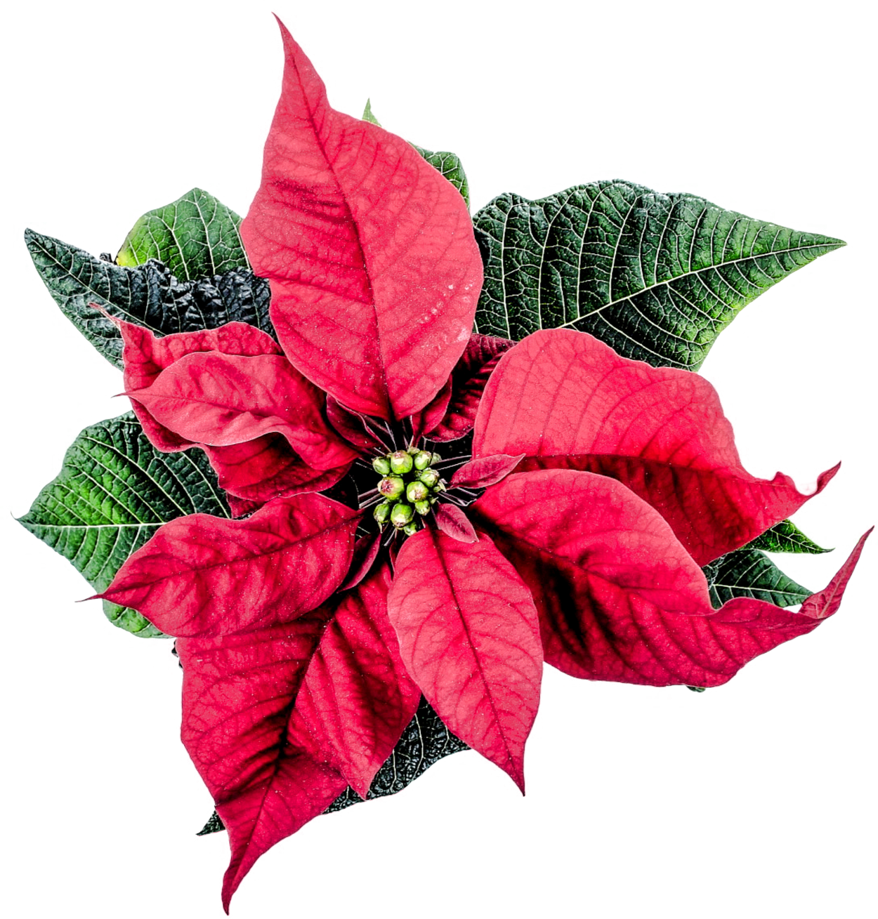 Christmas Poinsettia Flower PNG Image
