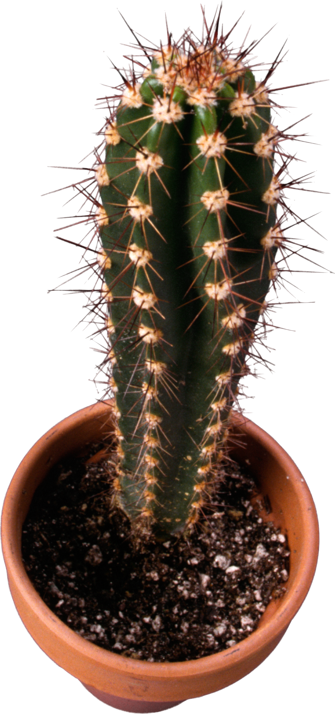 Classic Cactus topview PNG Image