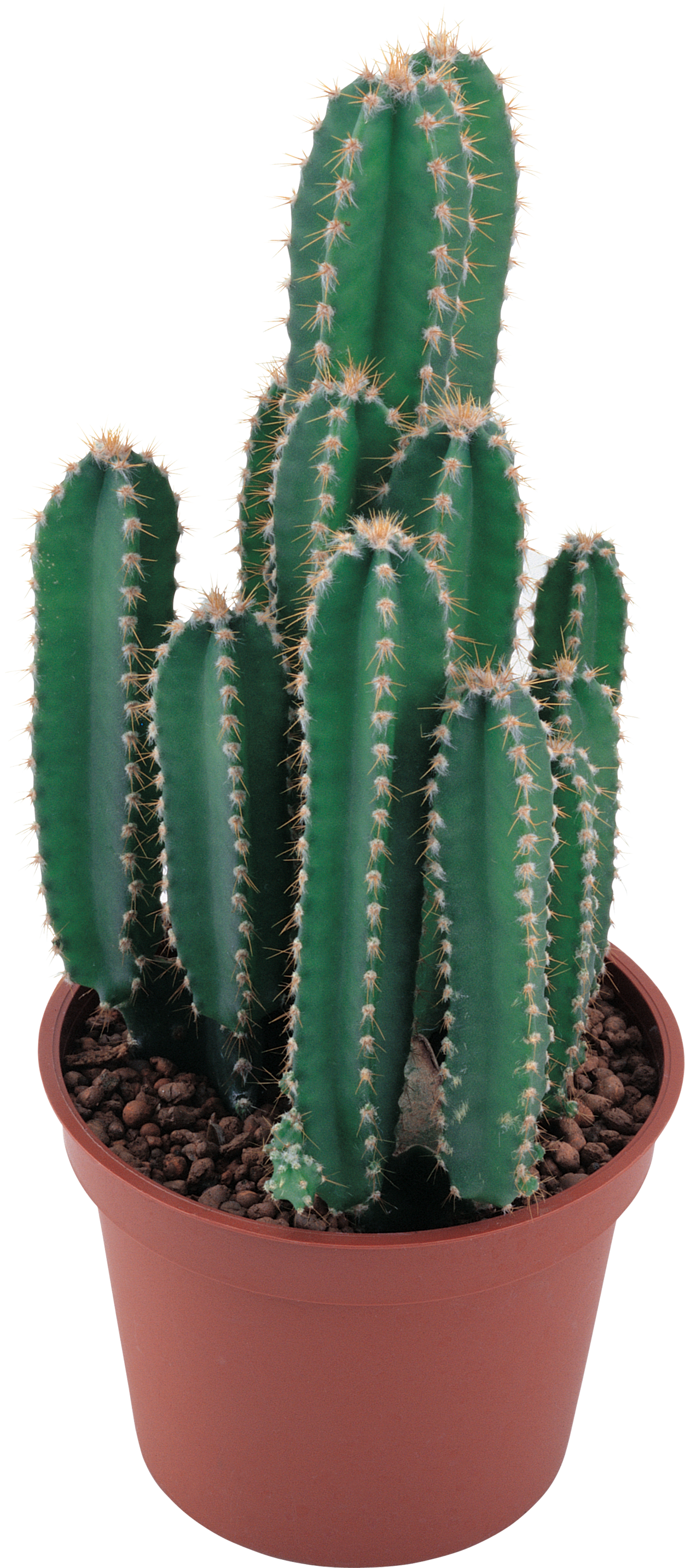 Classic Cactus PNG Image