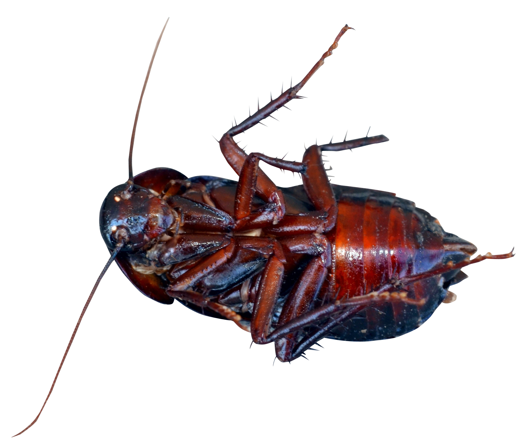 Cockroach PNG Image