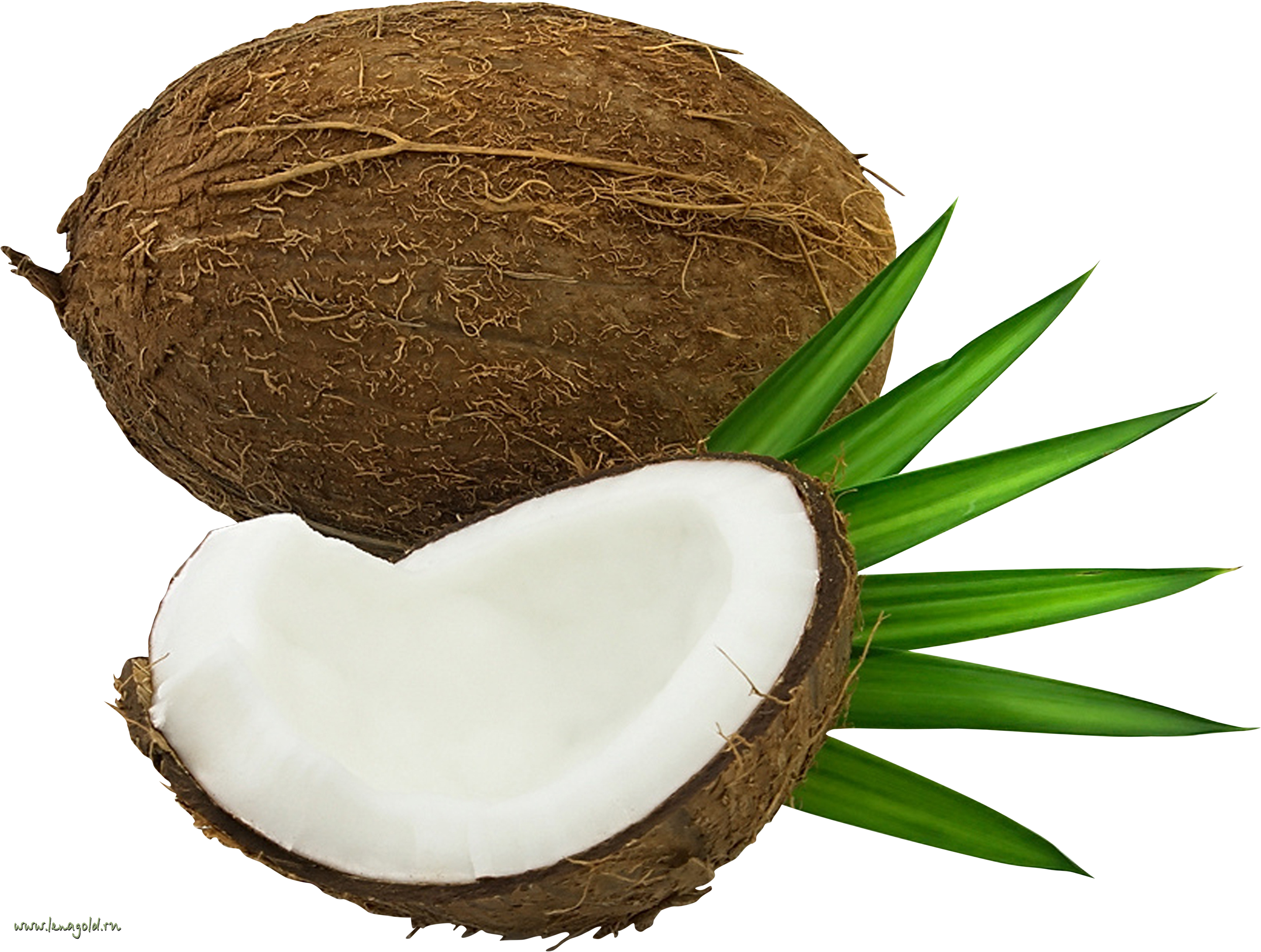 This high quality free PNG image without any background is about coconut, c...