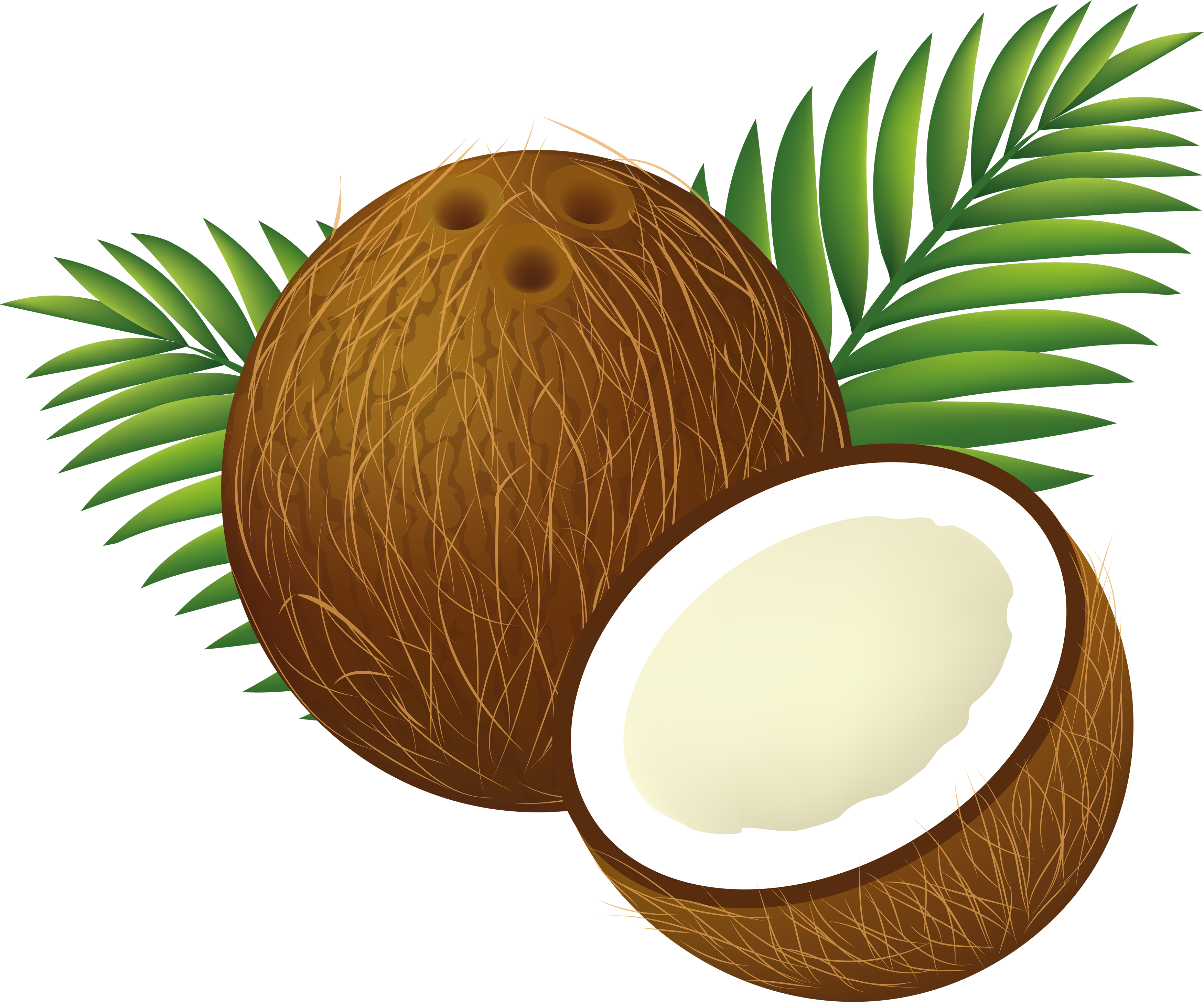 Coconut PNG Image