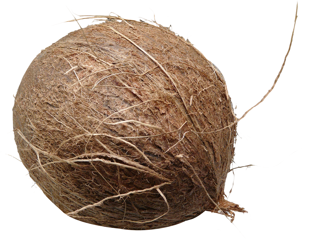 coconut download