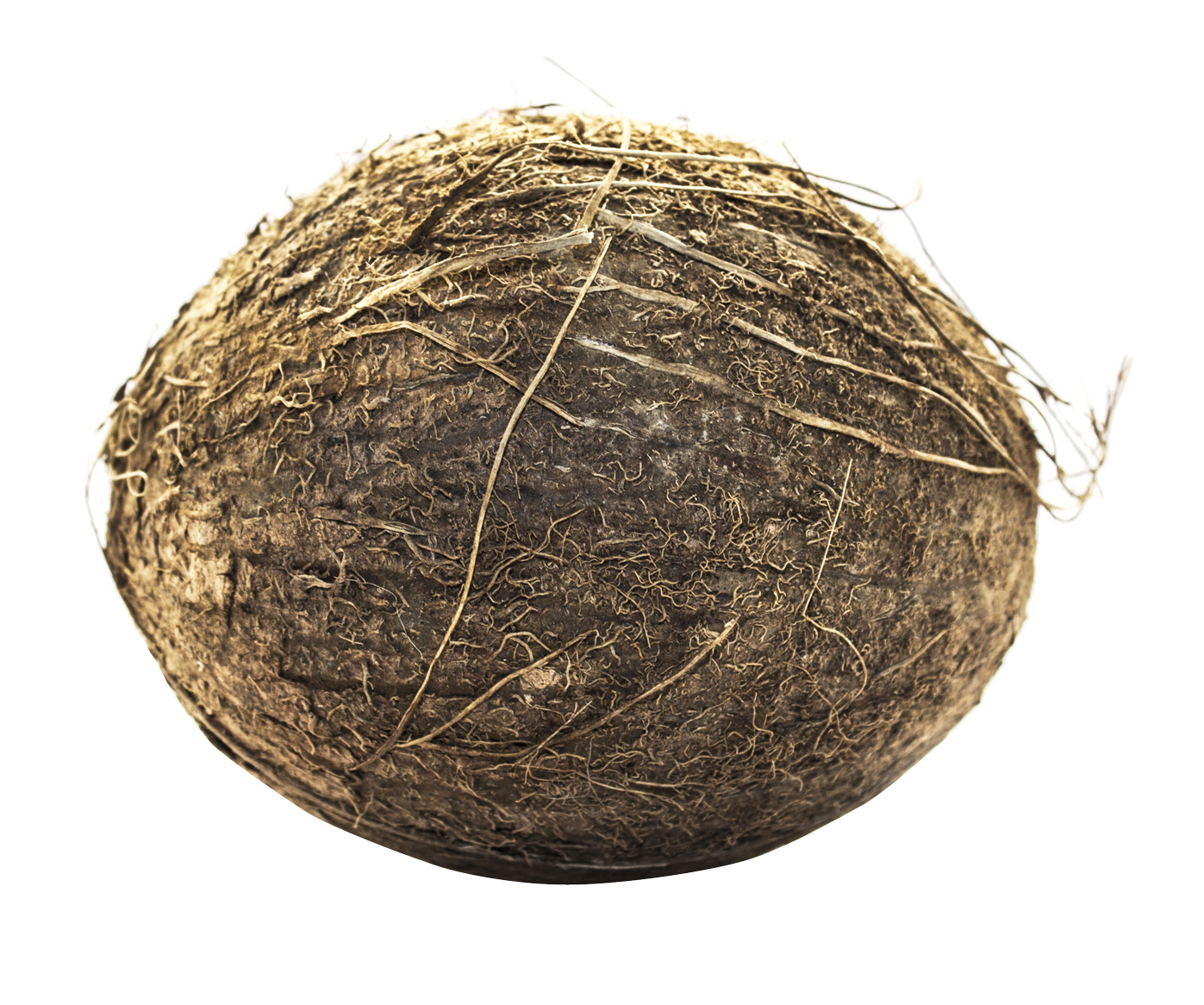 Coconut PNG Image