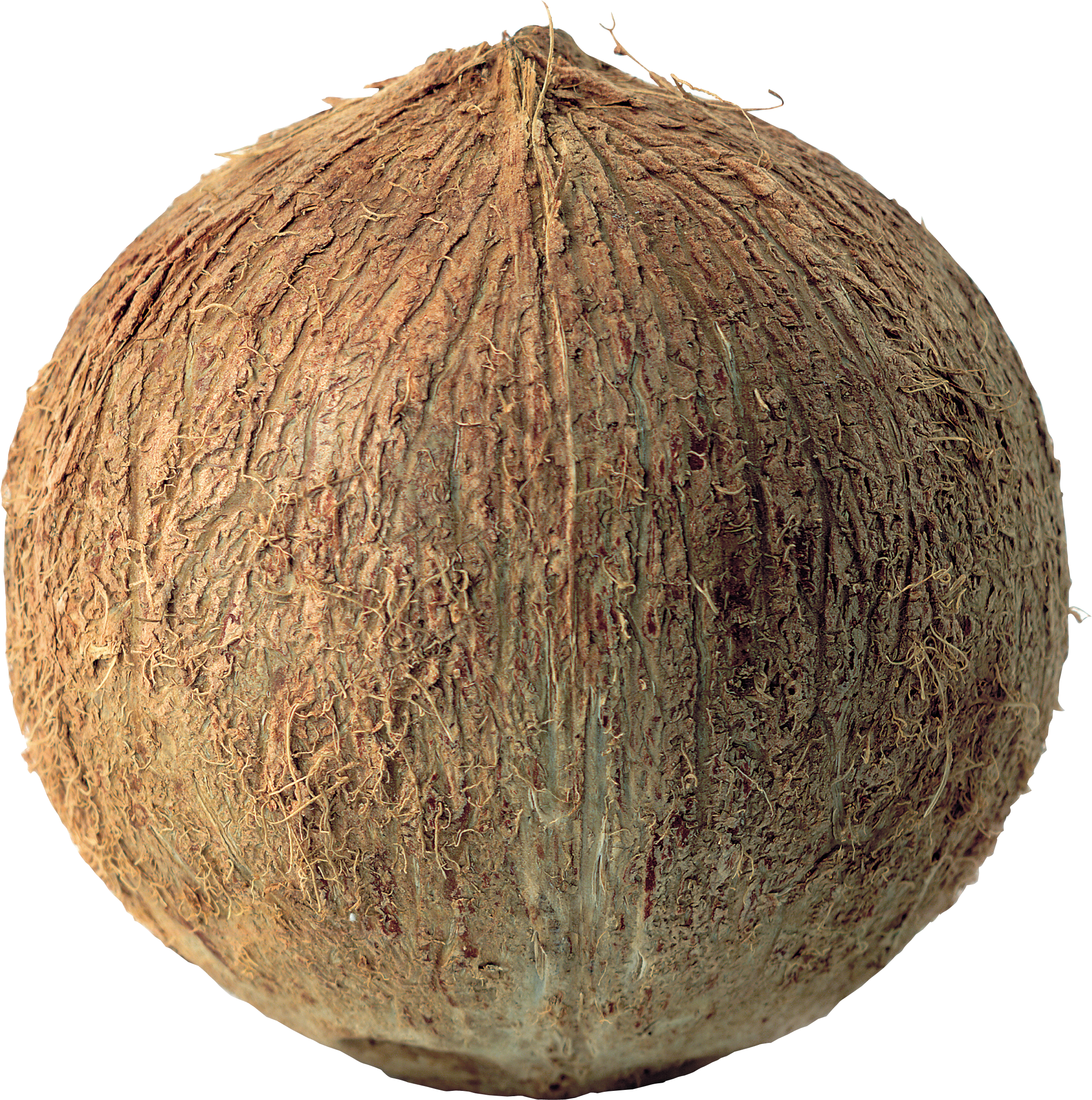 Coconuts PNG Image