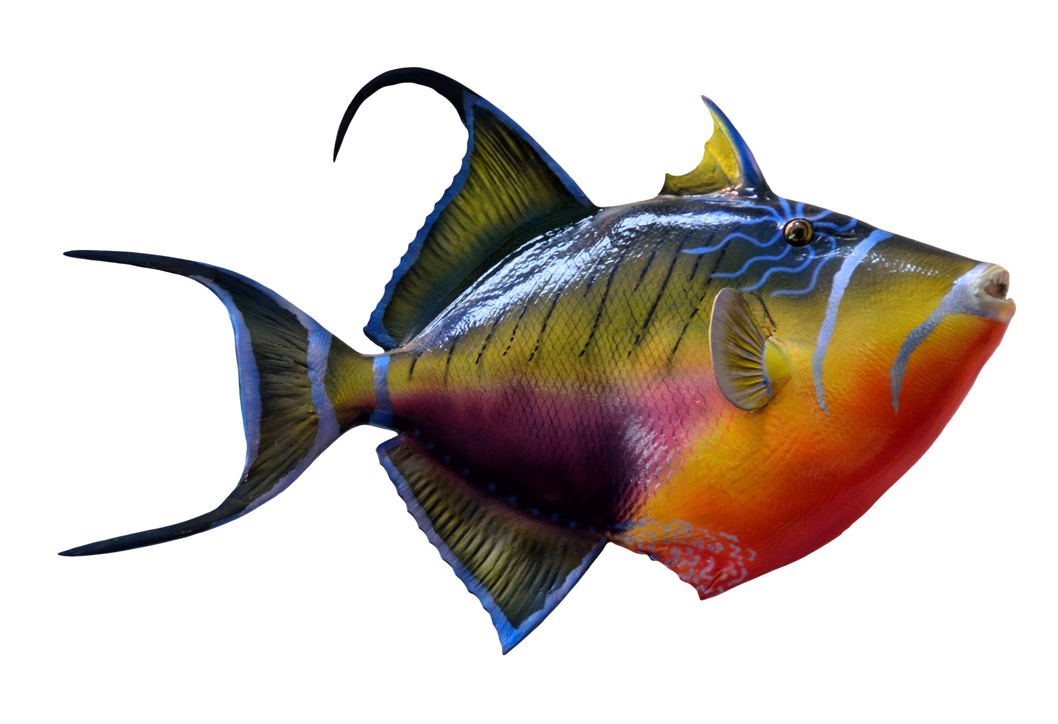 Colorful Fish PNG Image