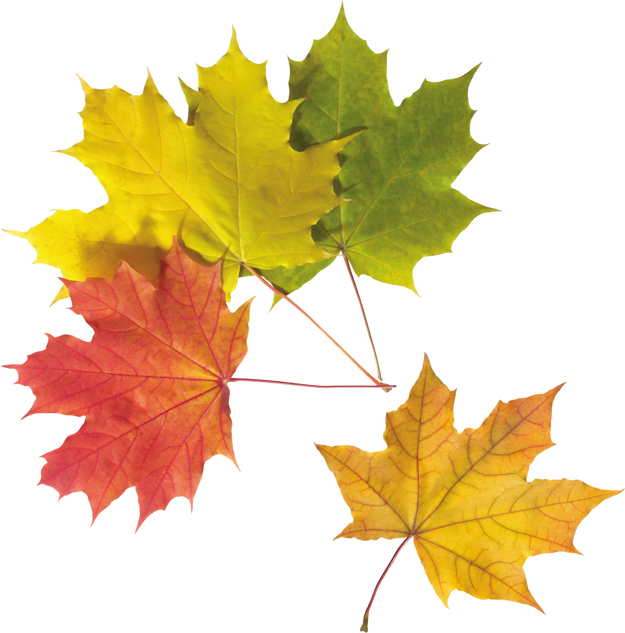 Colorful Leaf PNG Image