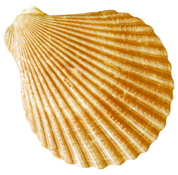Conch PNG Image