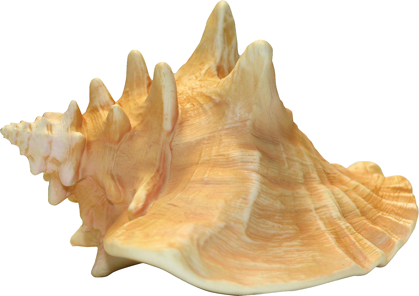 Conch PNG Image