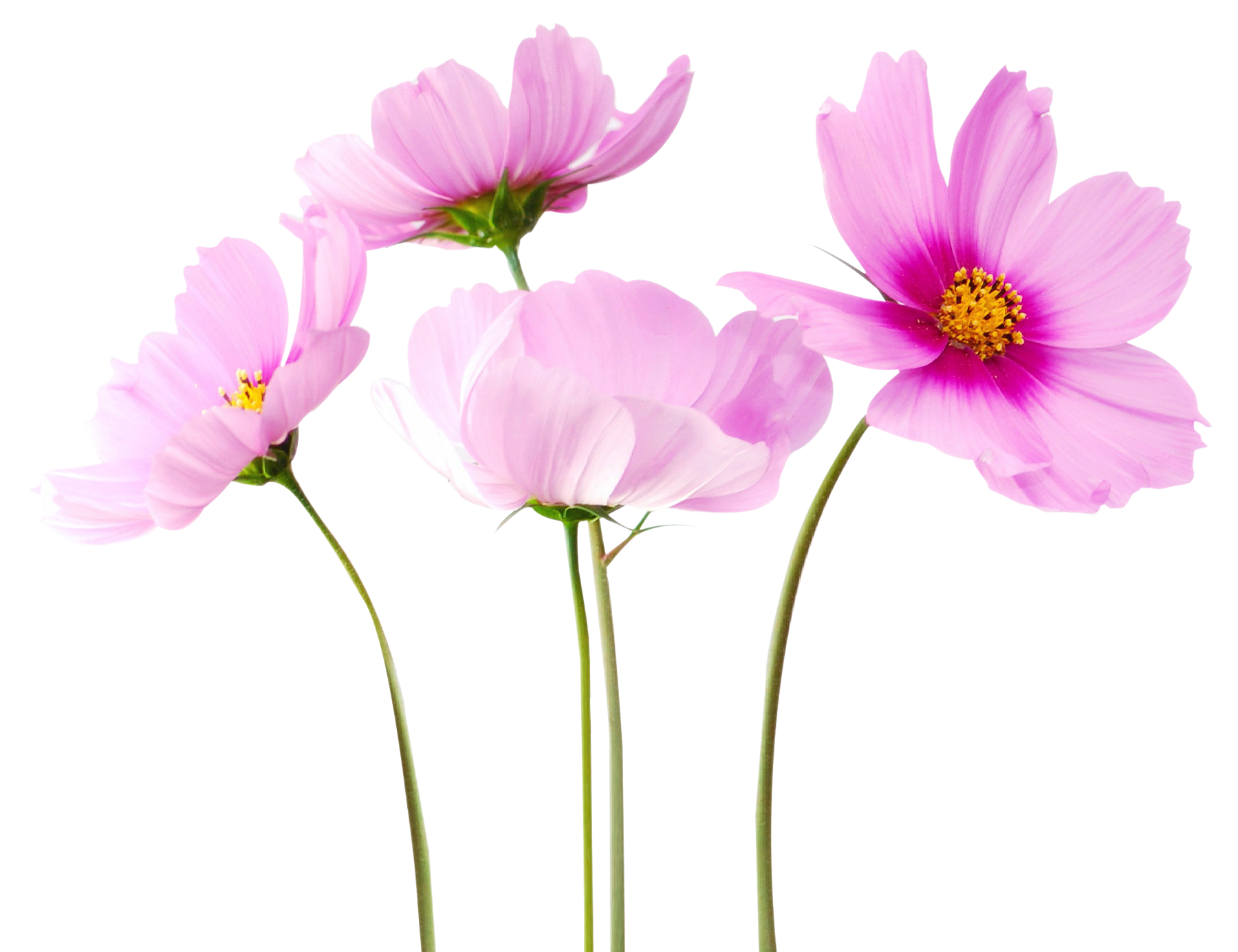 Cosmea Flower PNG Image - PurePNG | Free transparent CC0 ...