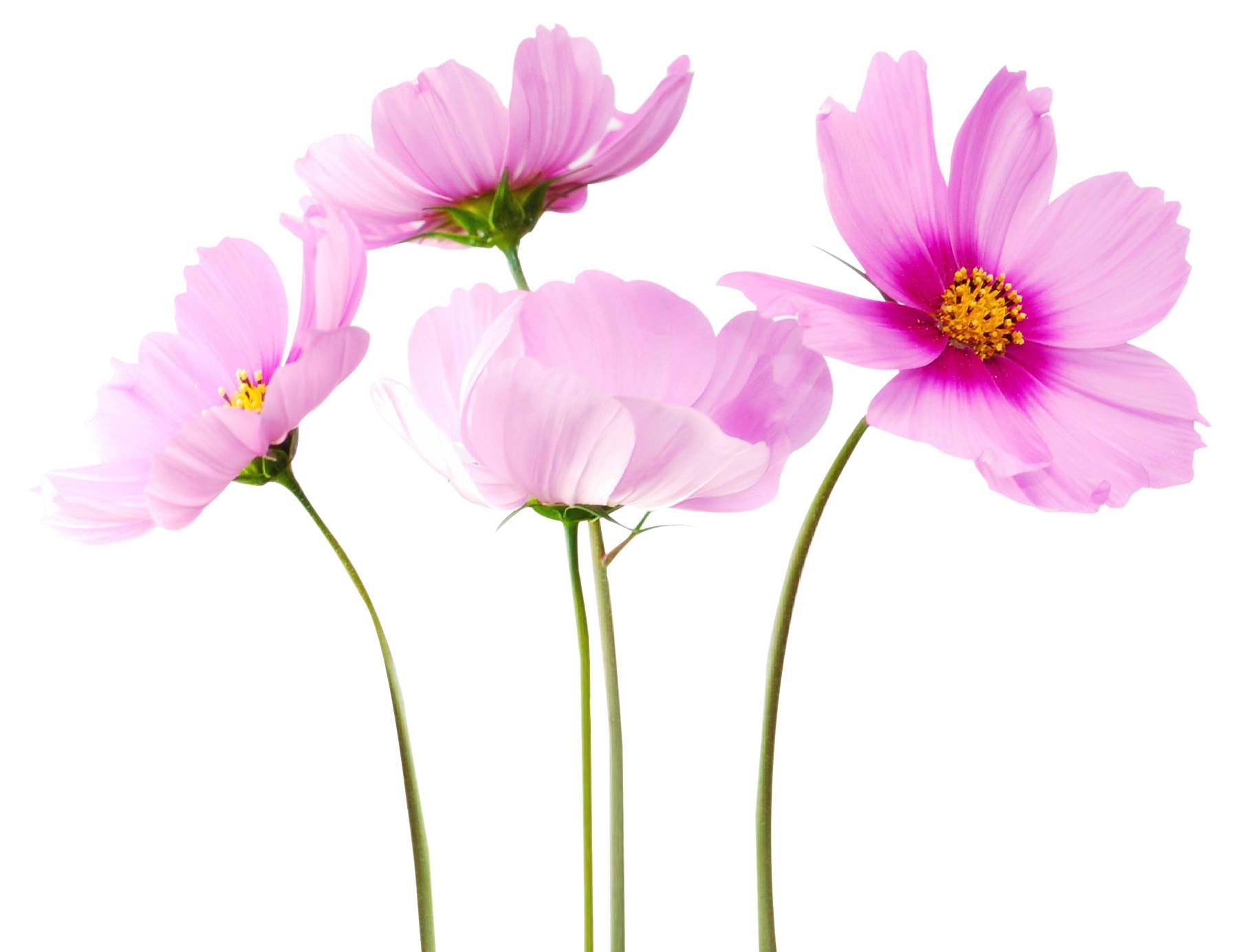 View Transparent Background White Flower Png Images Background