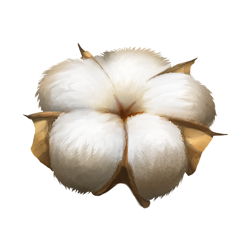 Cotton Plant PNG Image