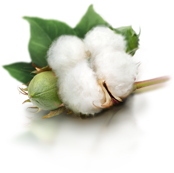 Cotton Plant PNG Image