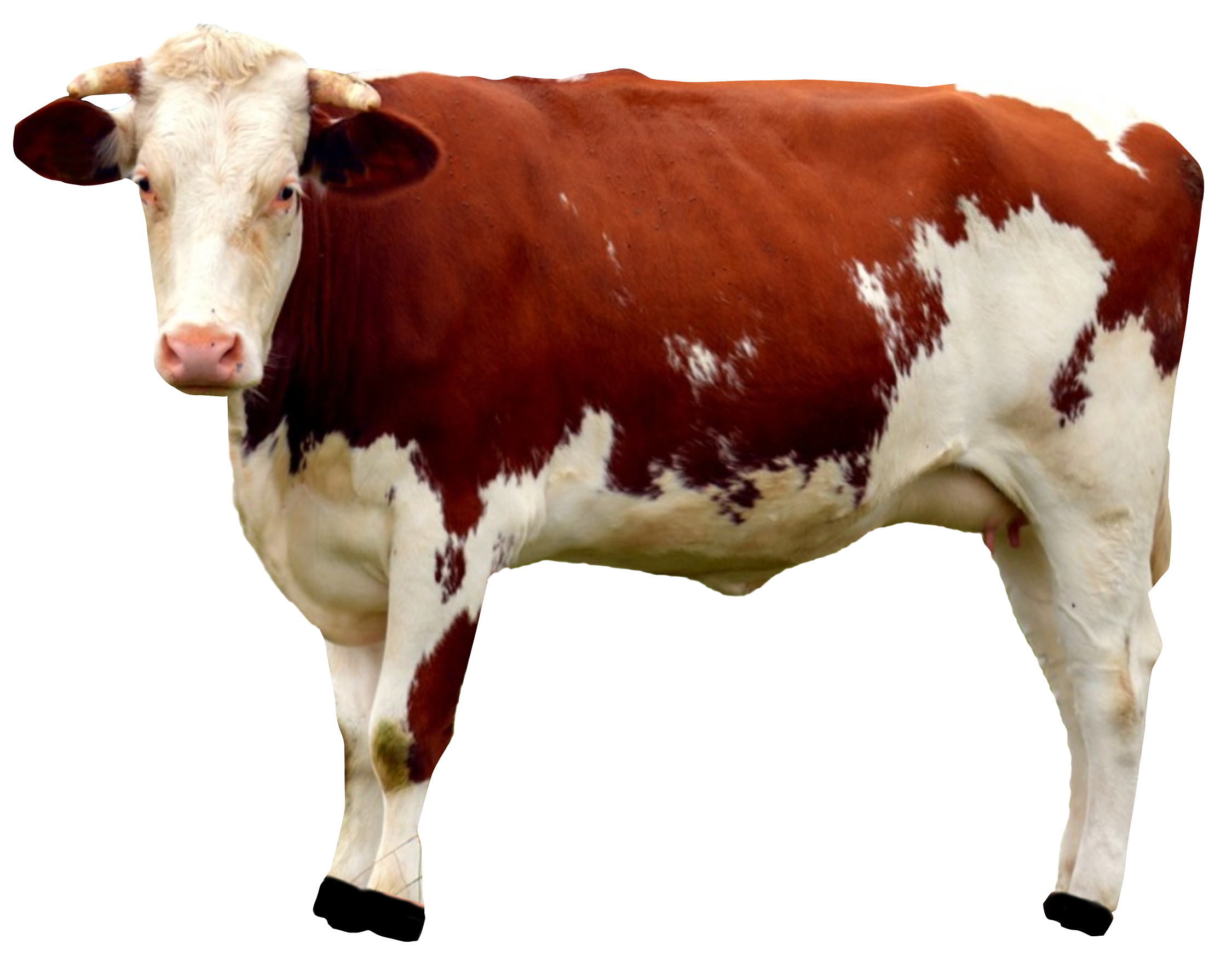Cow Png Image Purepng Free Transparent Cc0 Png Image Library