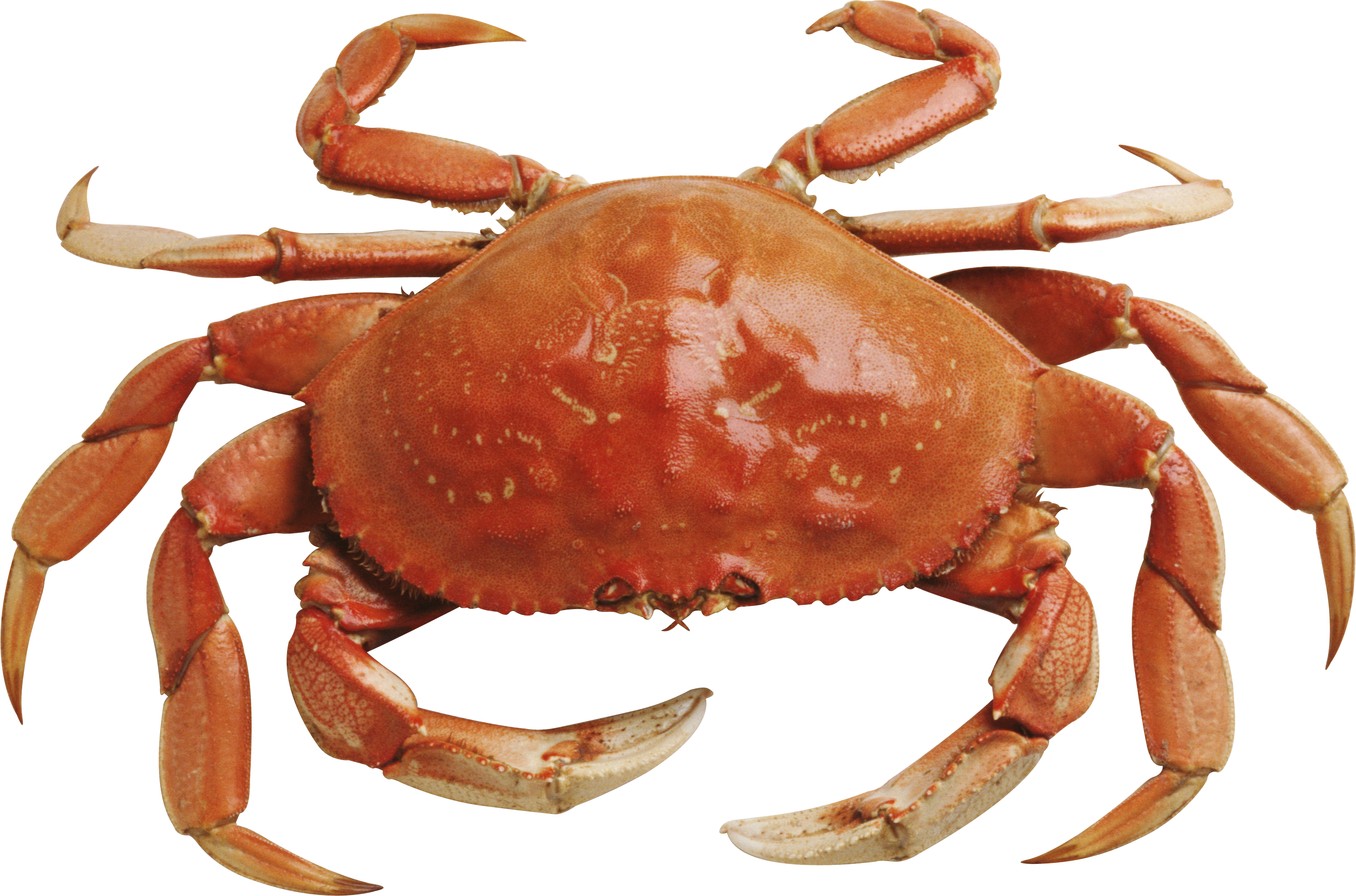 crab_PNG9 PNG Image