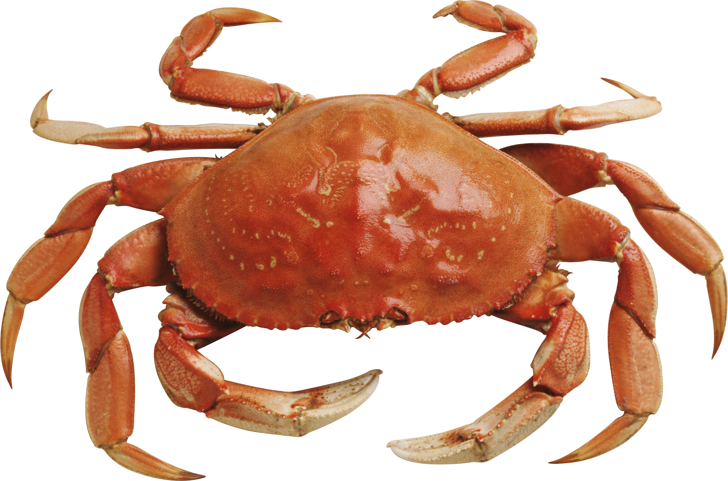 Download Crab PNG9 PNG Image For Free