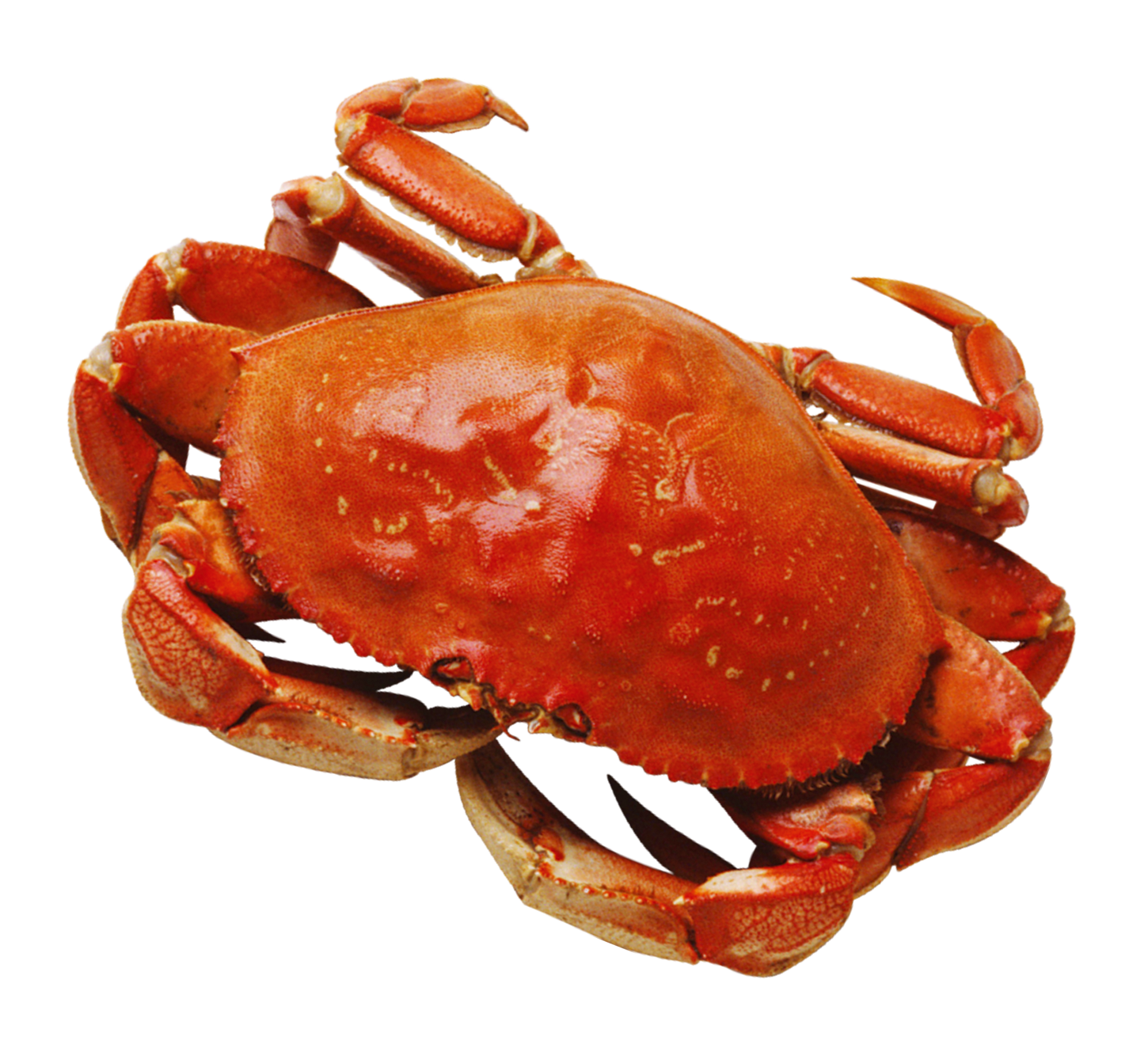 Crab PNG Image