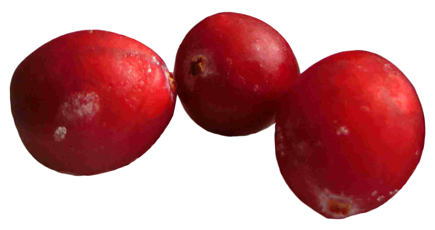 Cranberries PNG Image