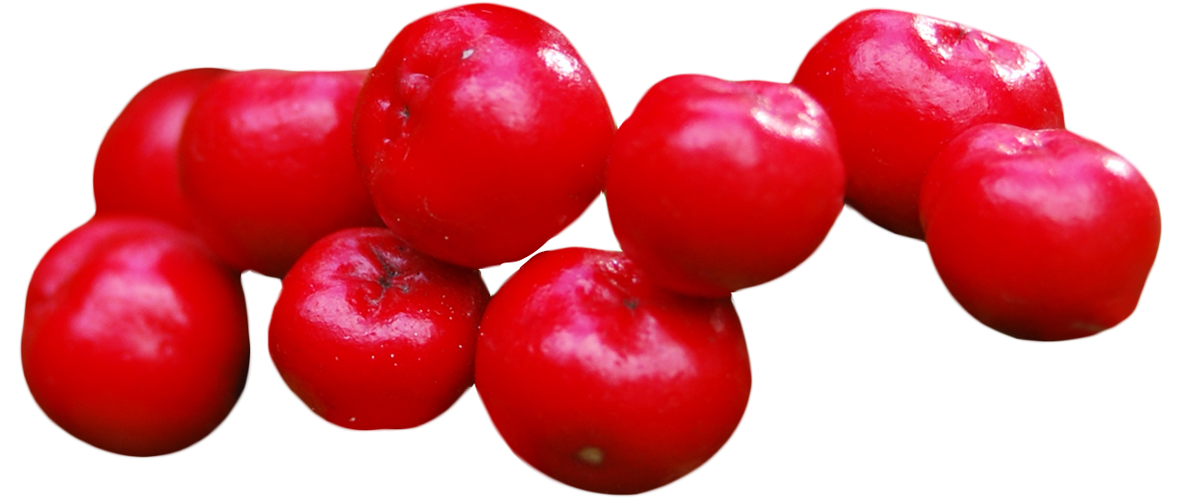 Cranberry PNG Image