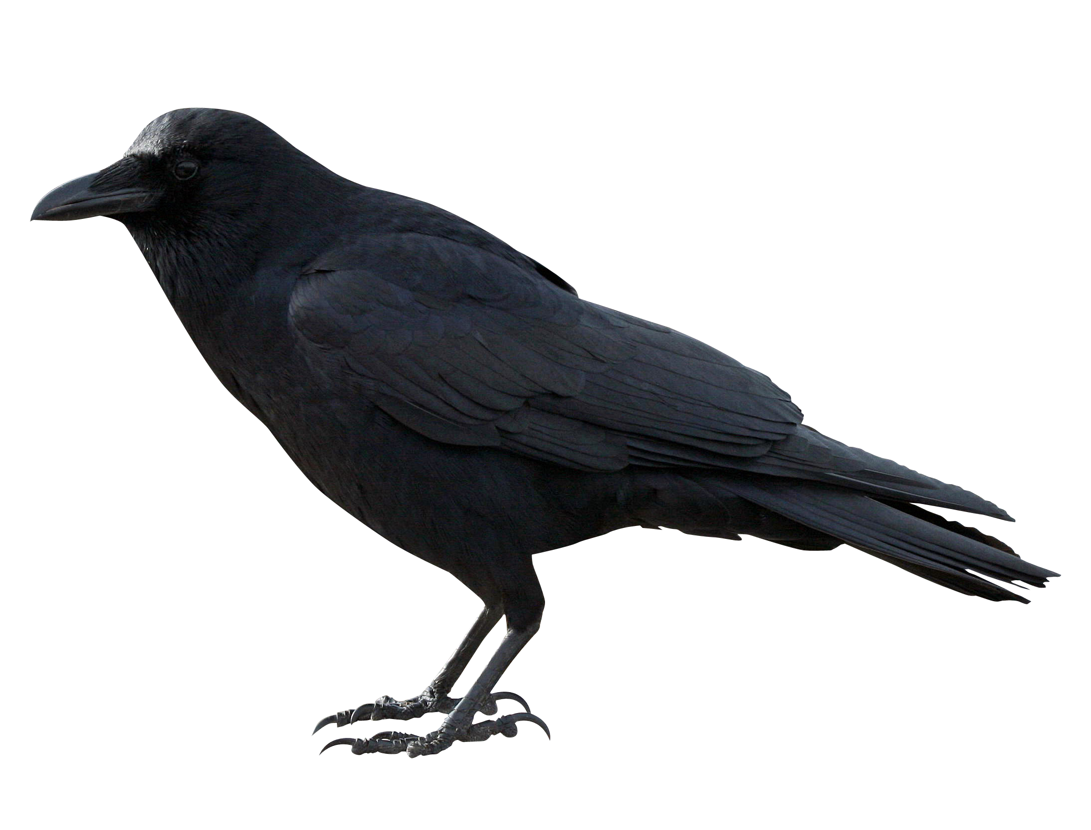 Crow Black PNG Image