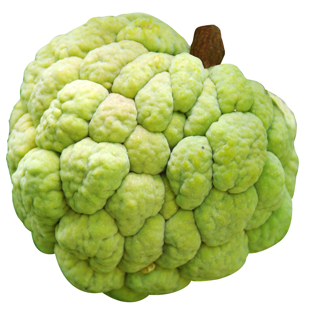 Custard Apple PNG Image For Free Download