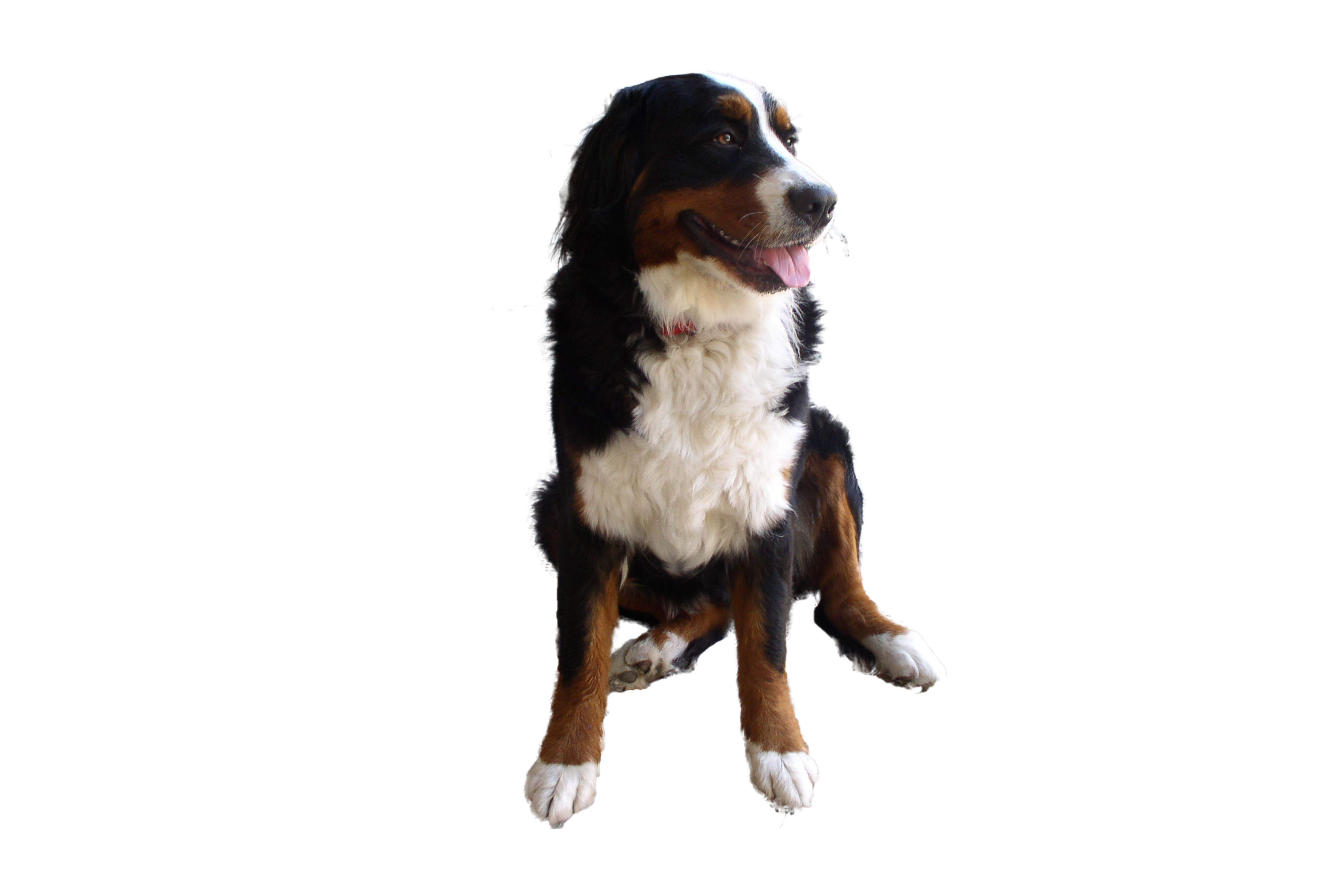Cute Dog PNG Image