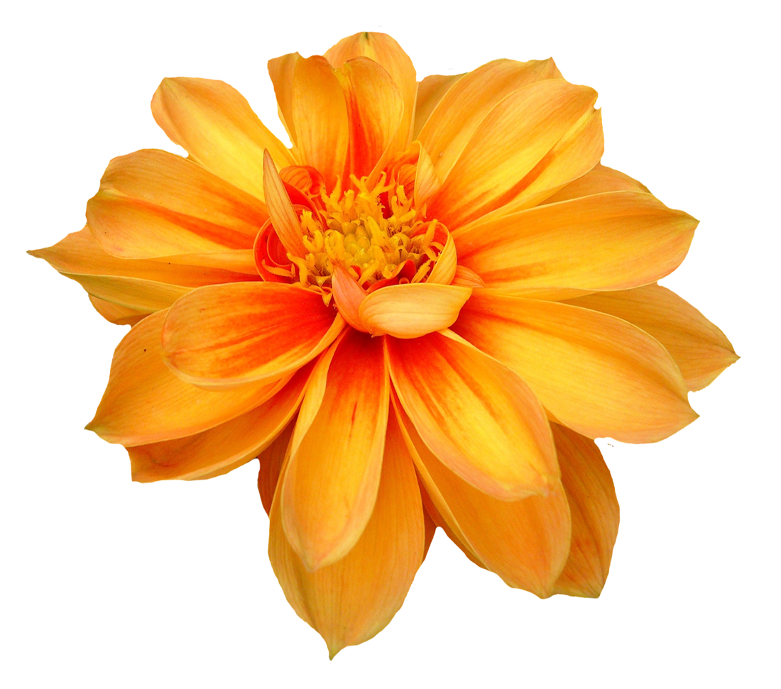 Dahlia Flower PNG Image