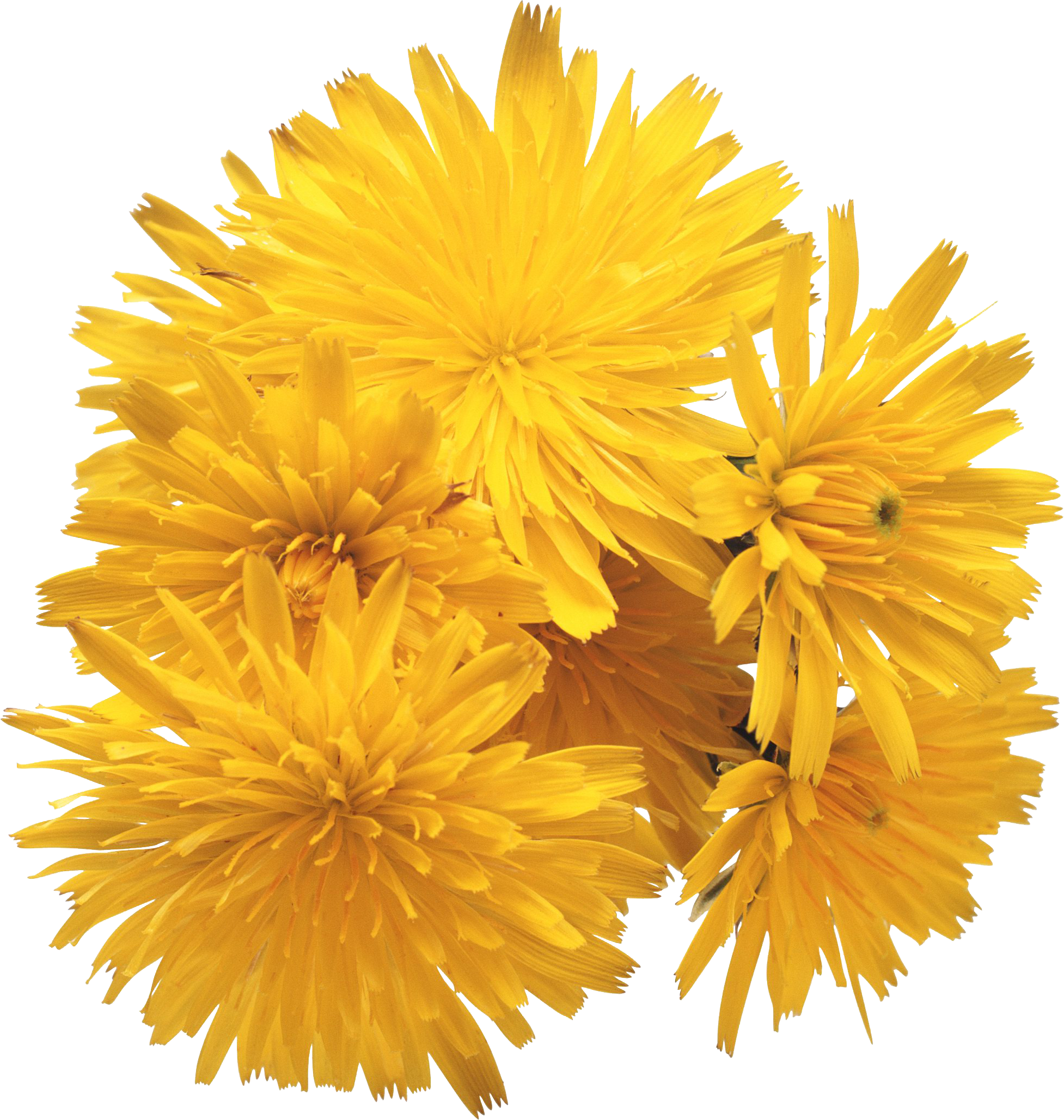 Dandelion PNG Image  PurePNG Free transparent  CC0 PNG 