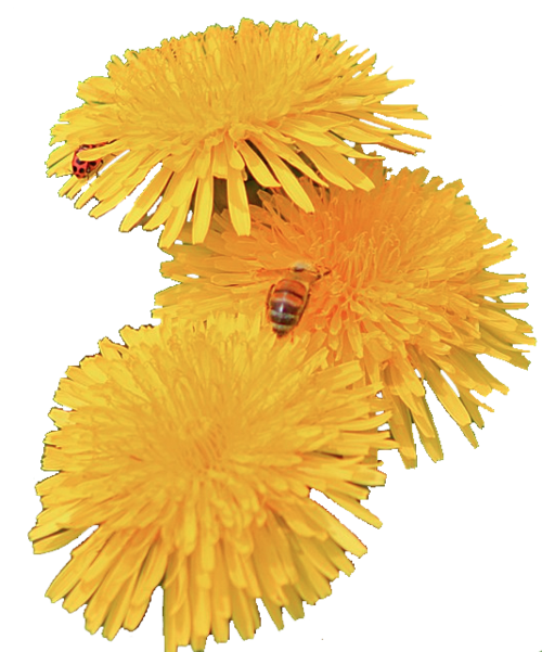 Dandelion PNG Image