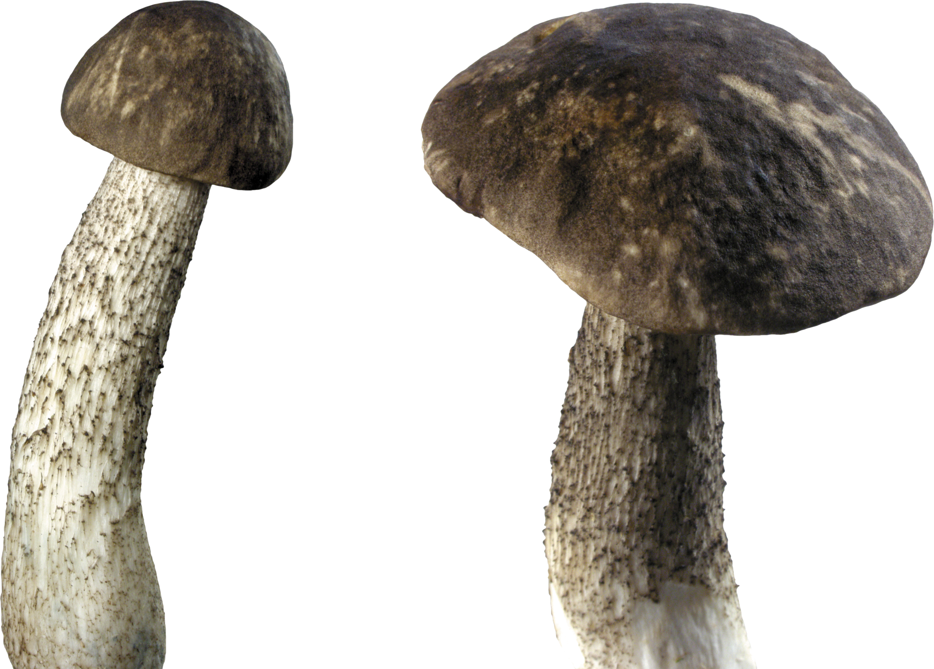Dark Mushroom PNG Image