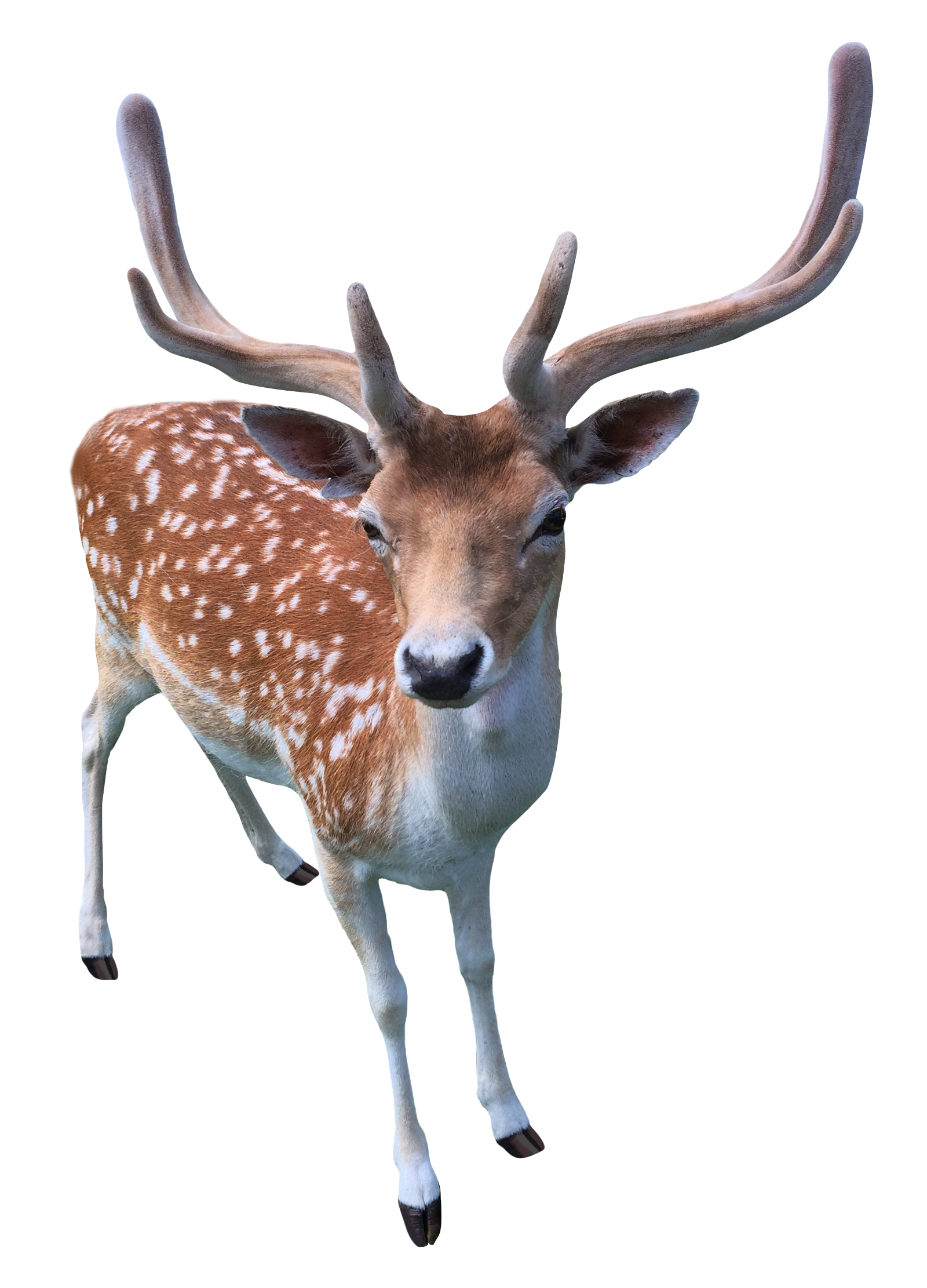 Deer PNG Image
